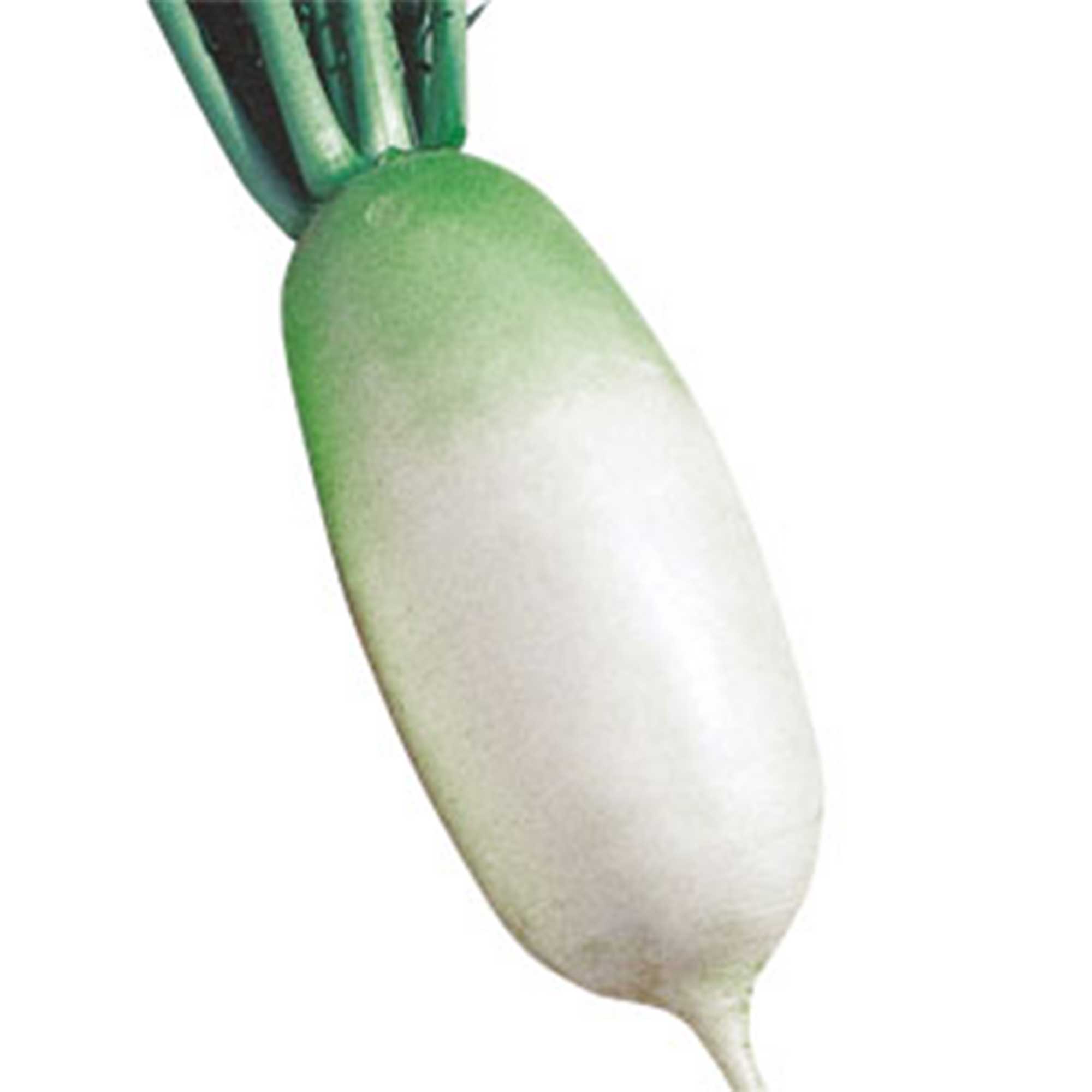 Radish Seeds - Korean - Shin Dong Ha - Hybrid -5 Lb Bulk ~568000 Seeds - Non-GMO, F1 Hybrid - Asian Garden Vegetable