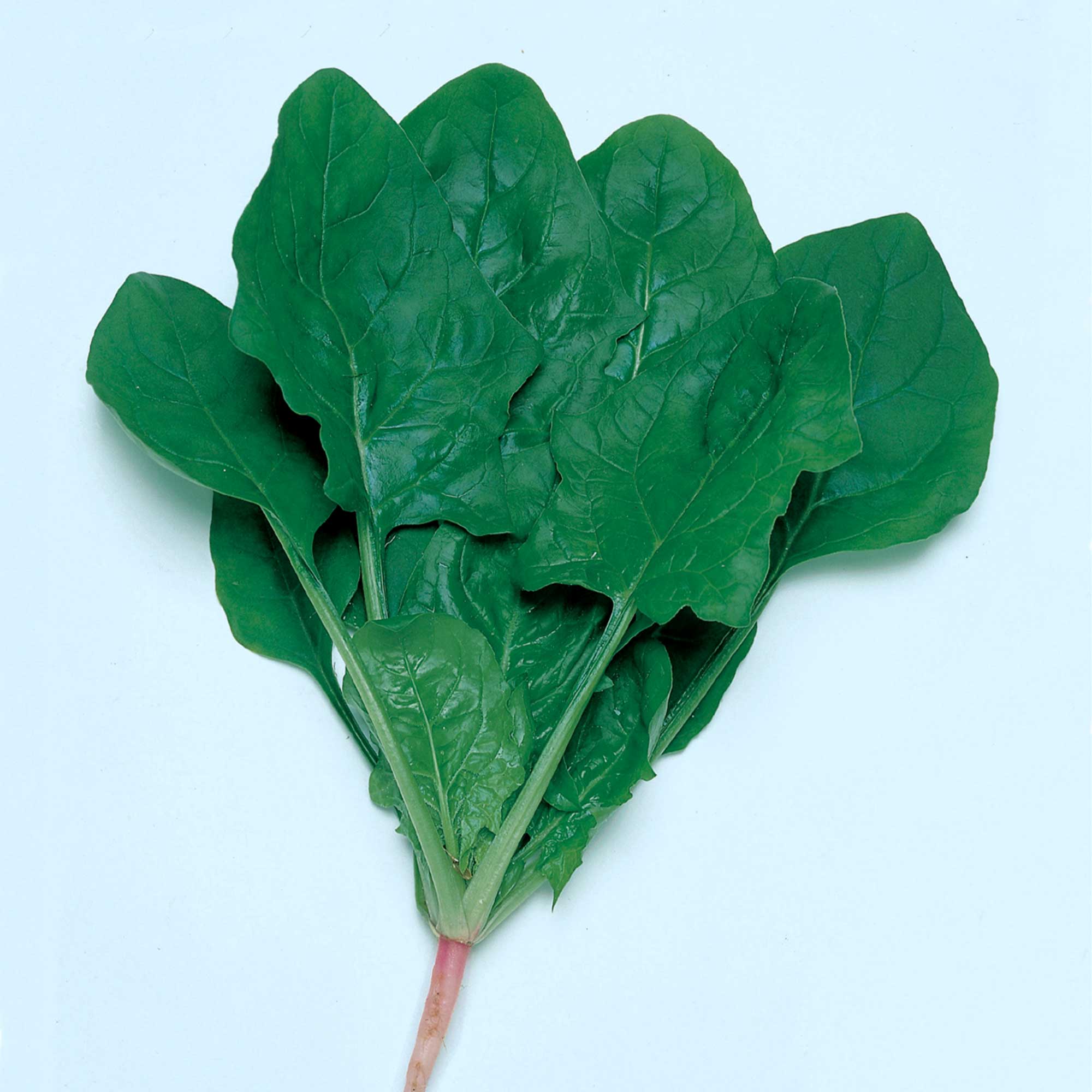 Spinach Seeds - Alrite - Hybrid -1 Lb ~40000 Seeds - Non-GMO, F1 Hybrid - Vegetable Garden