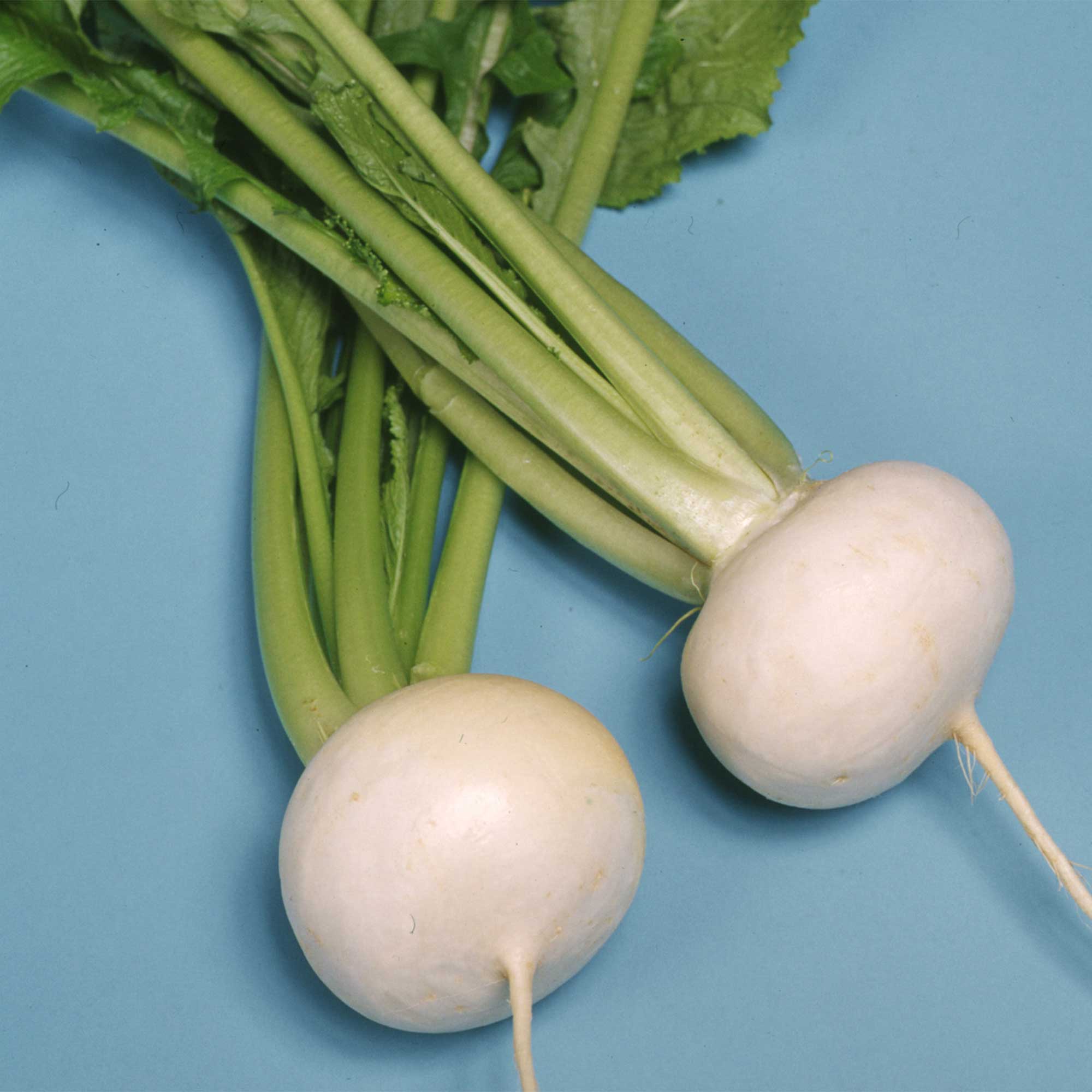 Turnip Seeds - Tennouji Kabura -1 Oz ~9000 Seeds - Non-GMO, Heirloom - Asian Garden Vegetable & Microgreens