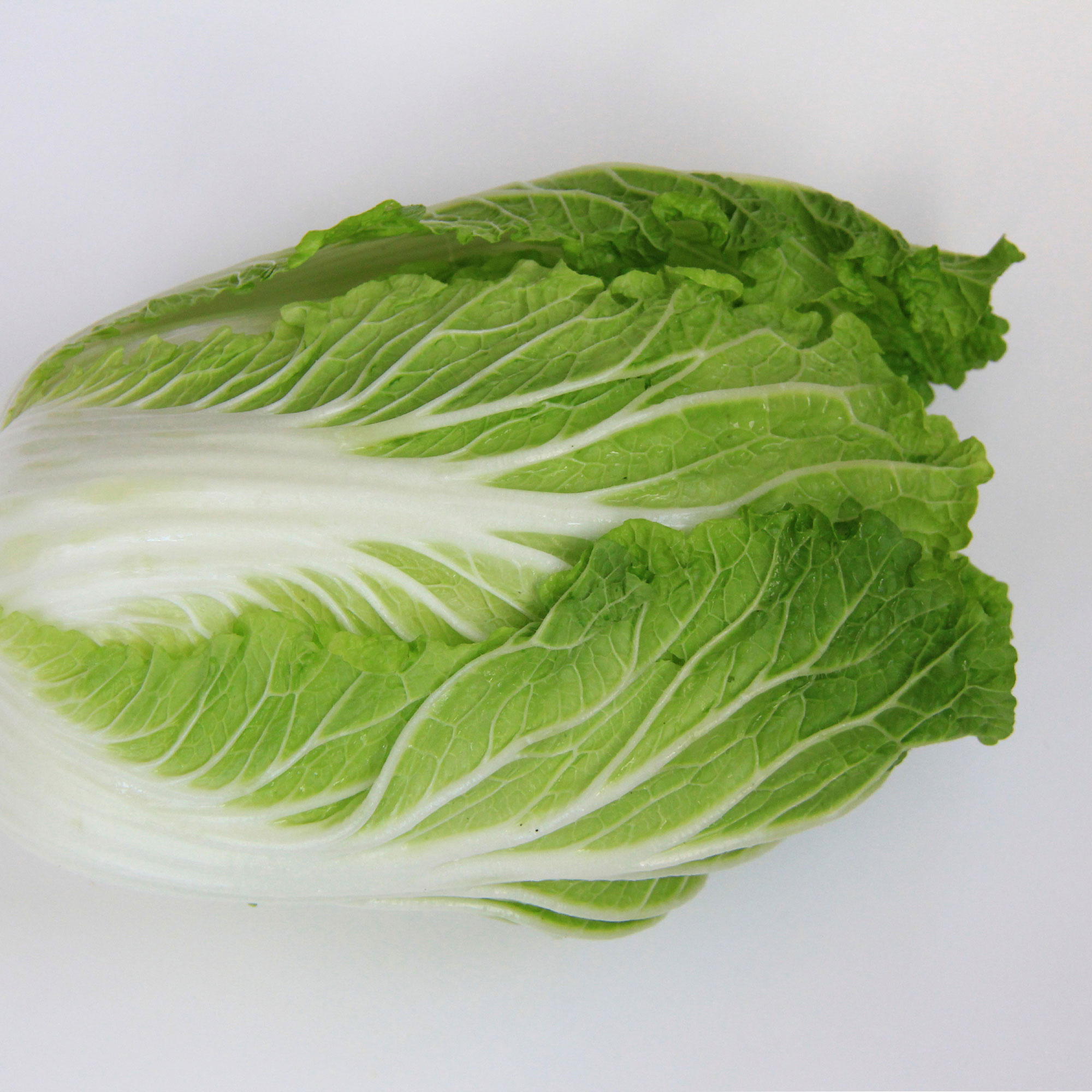 Chinese Cabbage Seeds - Kyoto No. 3 -4 Oz ~30400 Seeds - Non-GMO, Heirloom - Asian Garden Vegetable & Microgreens