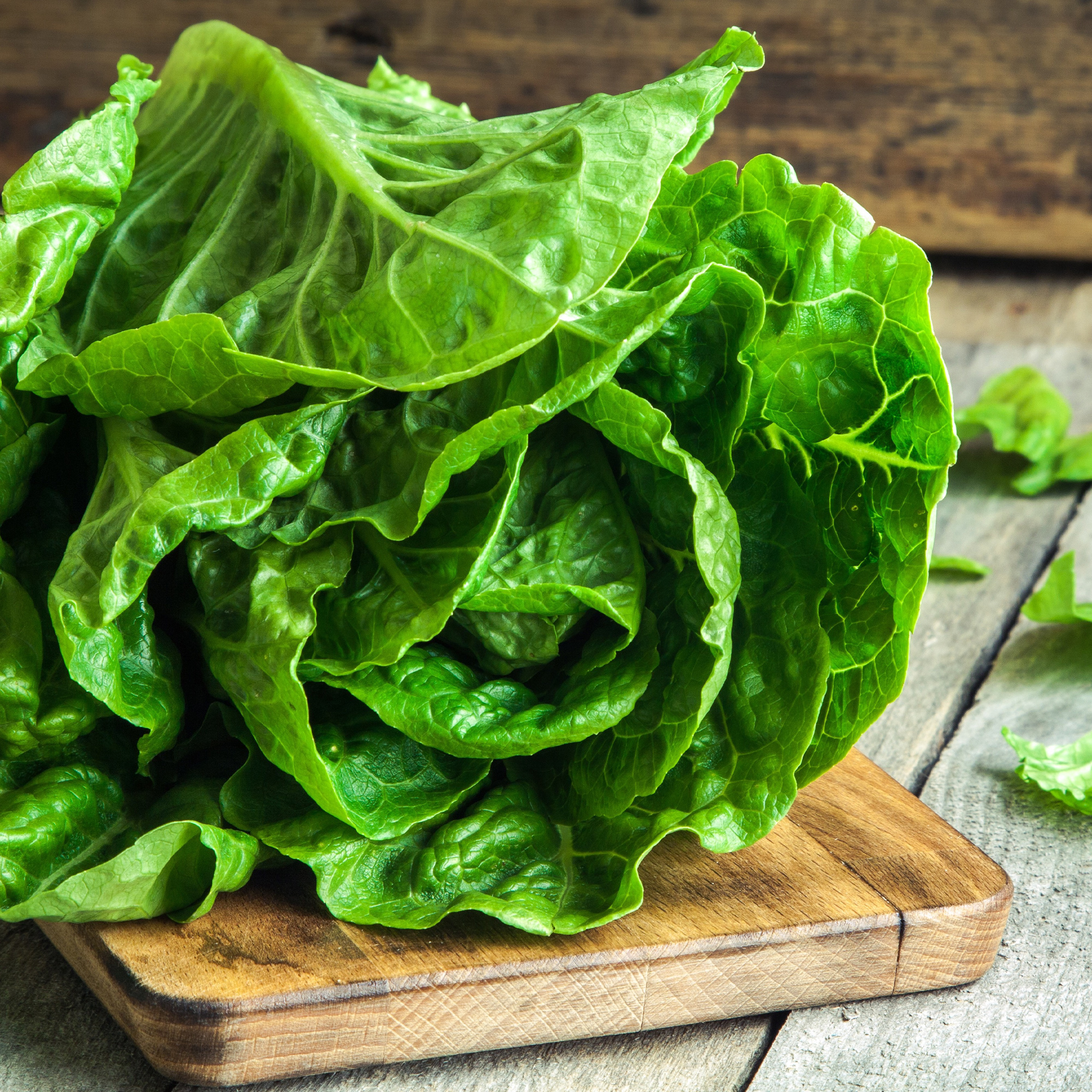 Lettuce Seeds - Romaine / COS - Winter Density - 1 g Packet~8050 - Garden Vegetable - Non-GMO, Heirloom