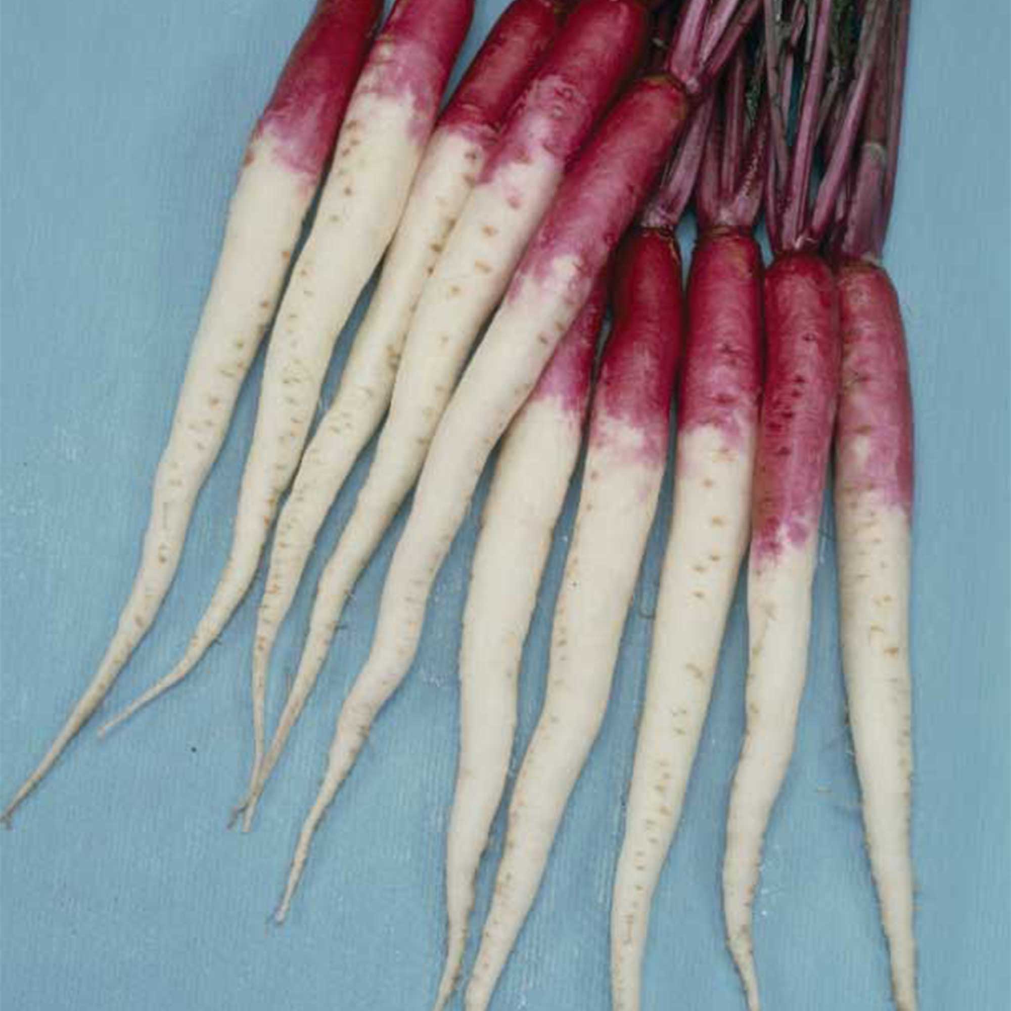 Turnip Seeds - Hinona Kabu -4 Oz ~44800 Seeds - Non-GMO, Heirloom - Asian Garden Vegetable & Microgreens