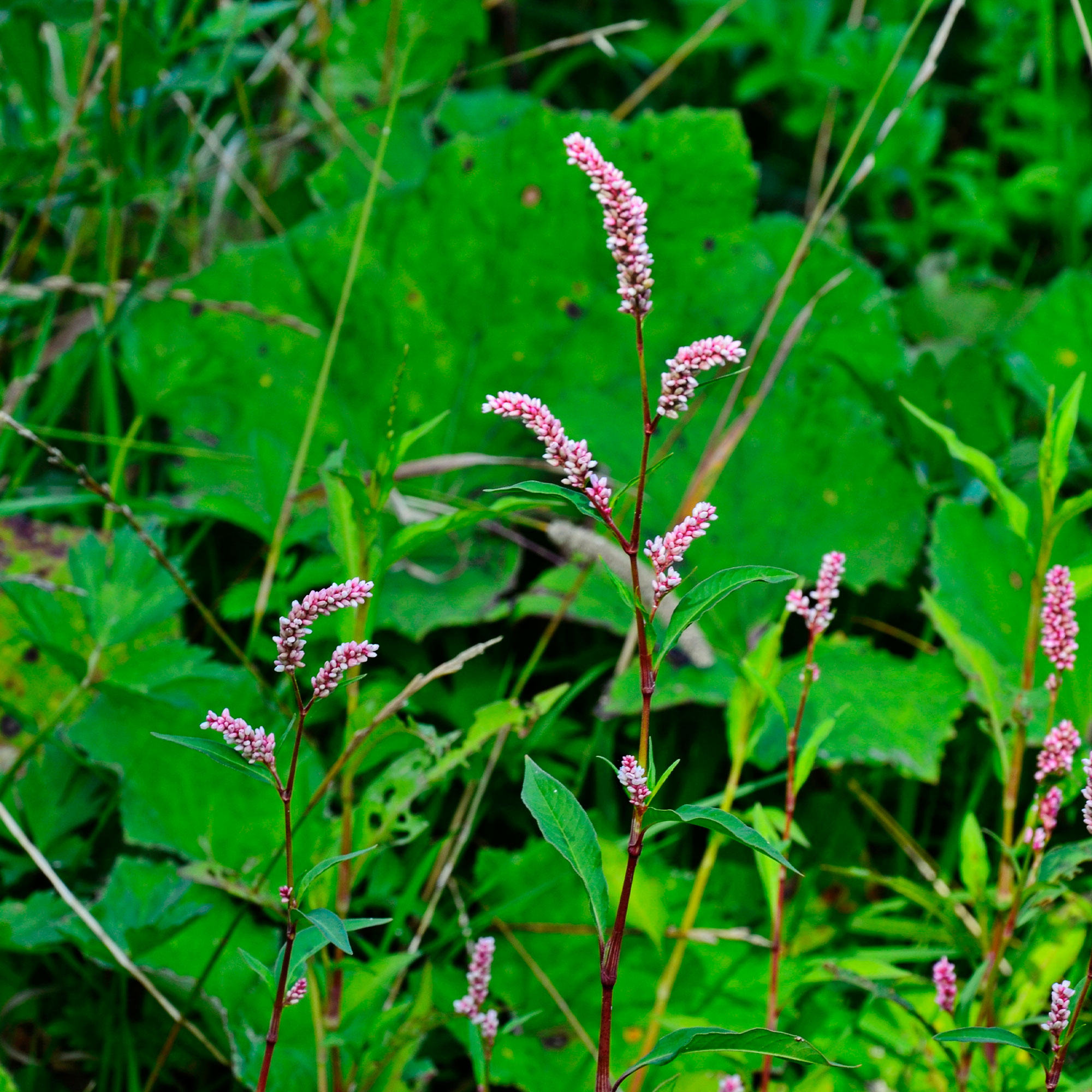 Water Pepper Herb Gardening Seeds - Akatade -1 Oz ~10500 Seeds - Non-GMO, Heirloom - Microgreens & Herb Gardening