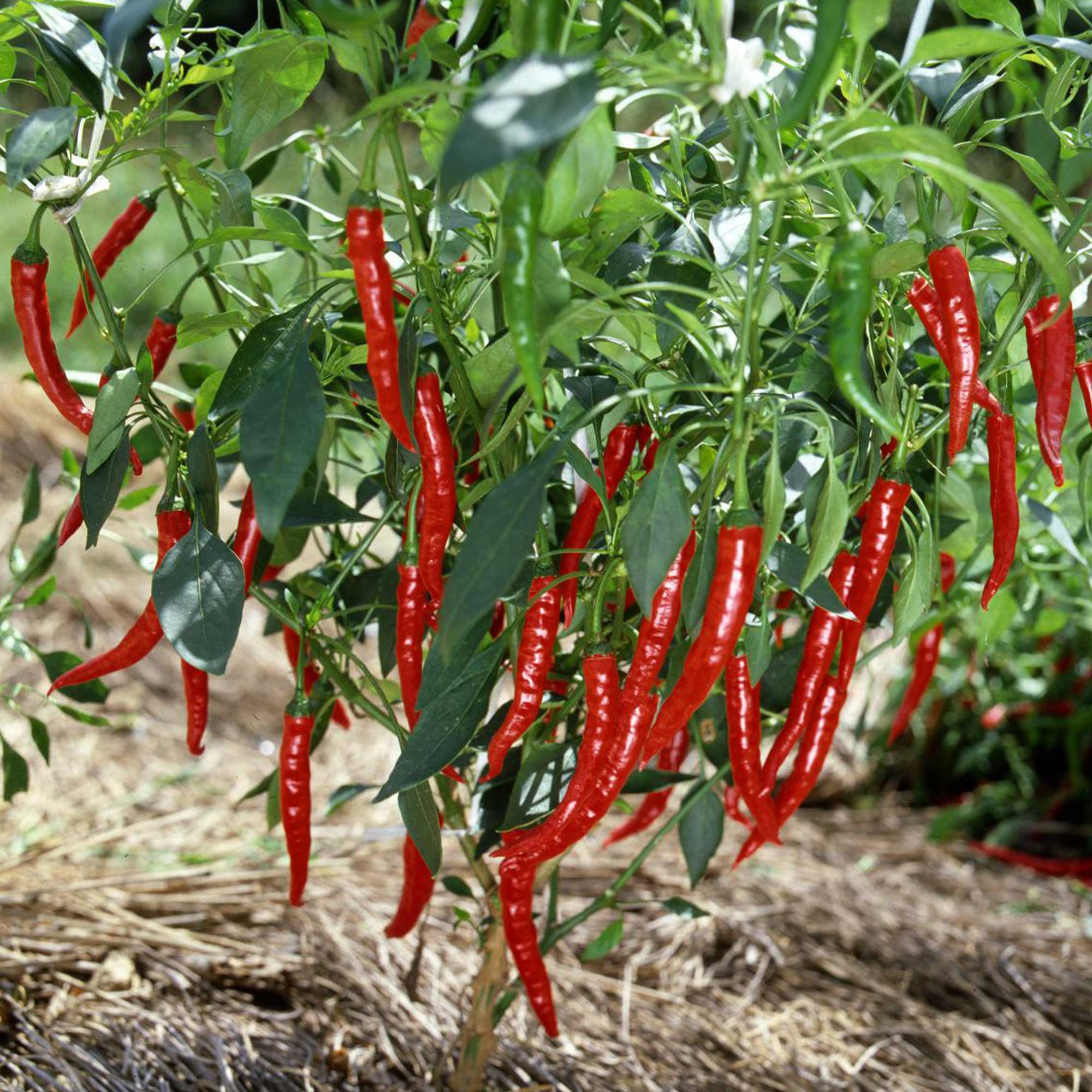 Pepper Seeds - Hot - Japanese - Sapporo -4 Oz ~16000 Seeds - Non-GMO, Heirloom - Asian Garden Vegetable