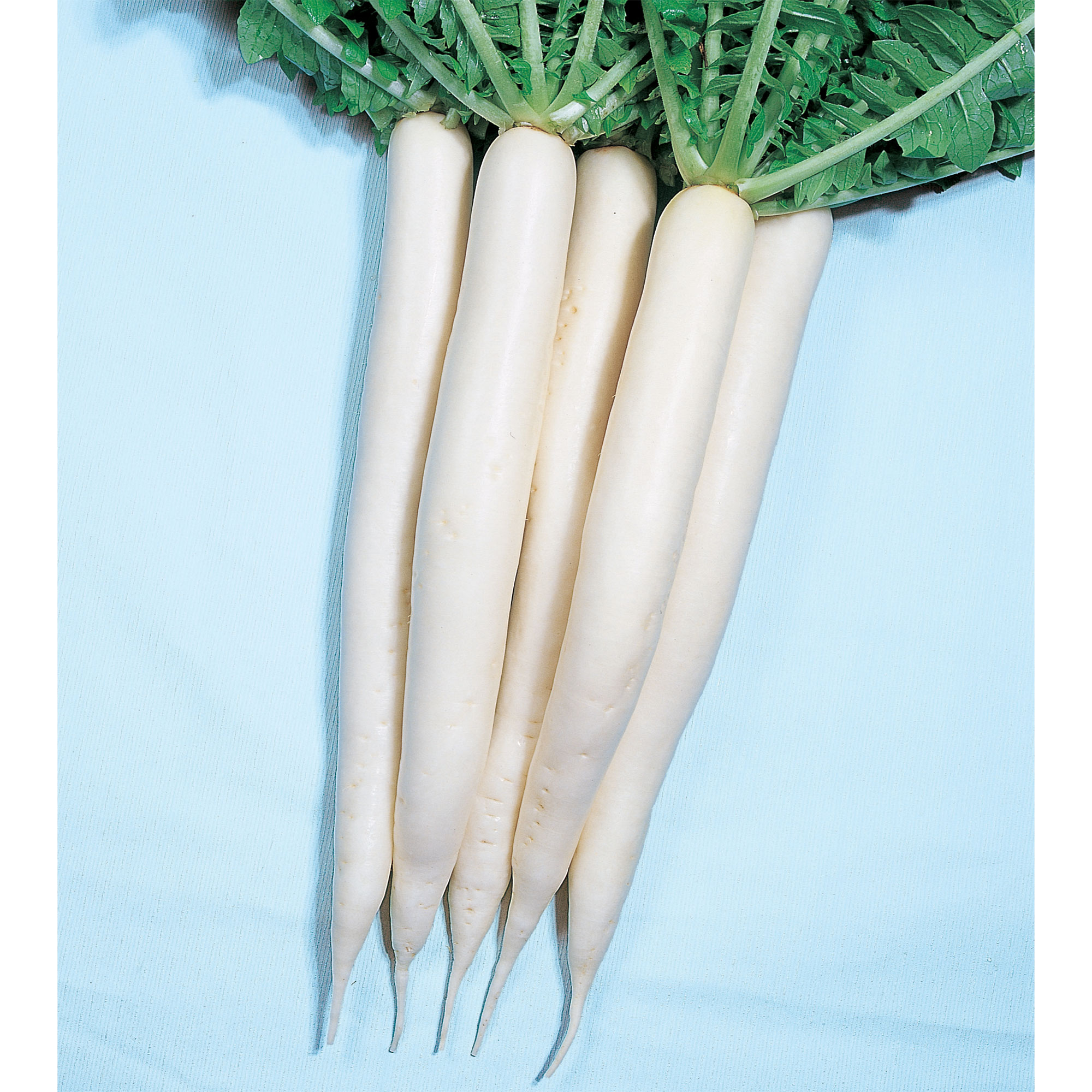 Radish Seeds - Mino Early -1 Lb ~176000 Seeds - Non-GMO, Heirloom - Asian Garden Vegetable & Microgreens