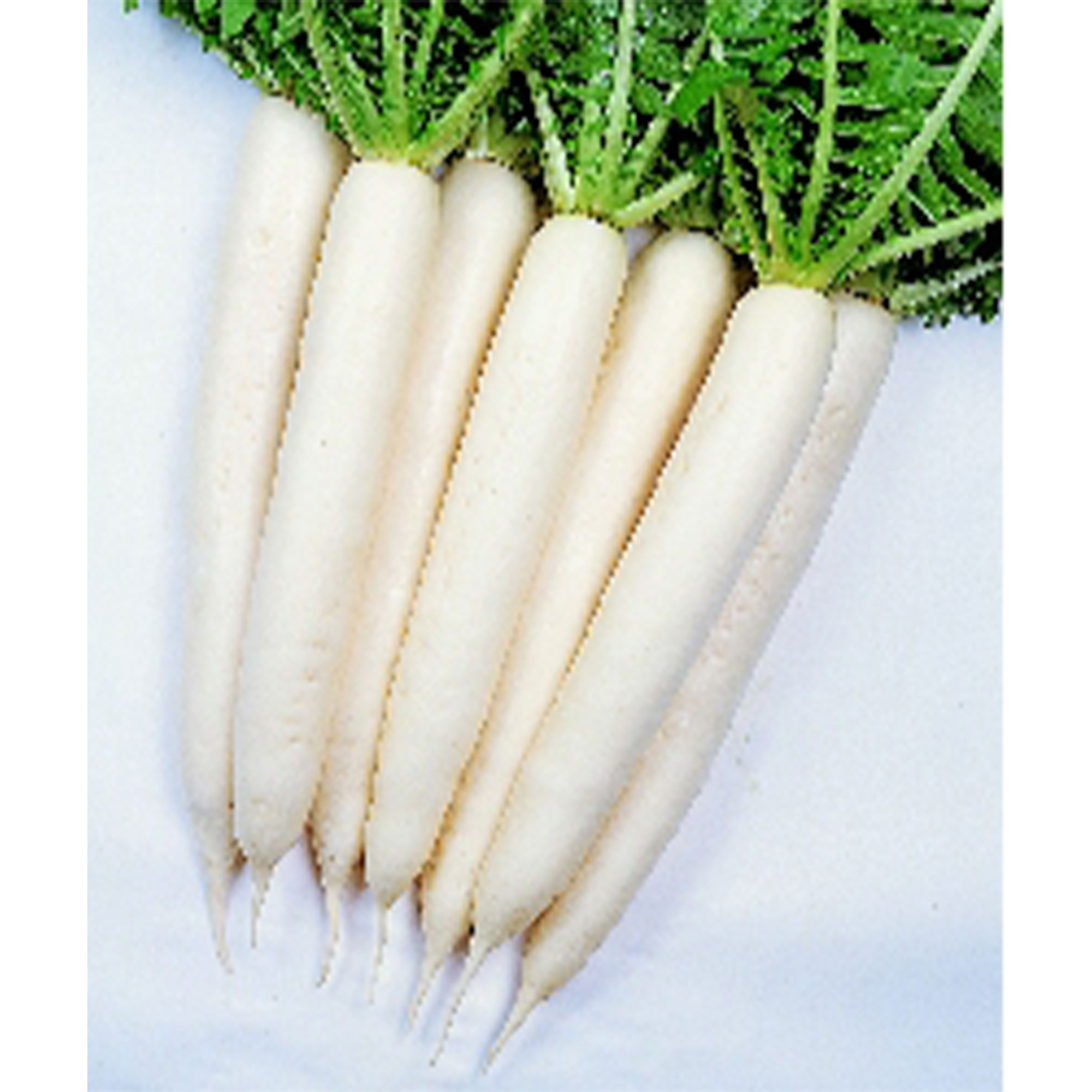 Radish Seeds - Minowase Summer Cross #3 - Hybrid -1 Lb ~56000 Seeds - Non-GMO, F1 Hybrid - Vegetable Garden