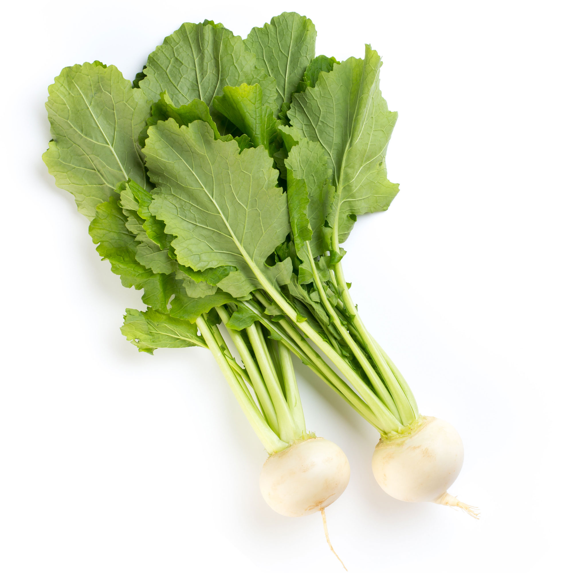 Radish Seeds - Sakurajima Mammoth -5 Lb Bulk ~128000 Seeds - Non-GMO, Heirloom - Asian Garden Vegetable & Microgreens