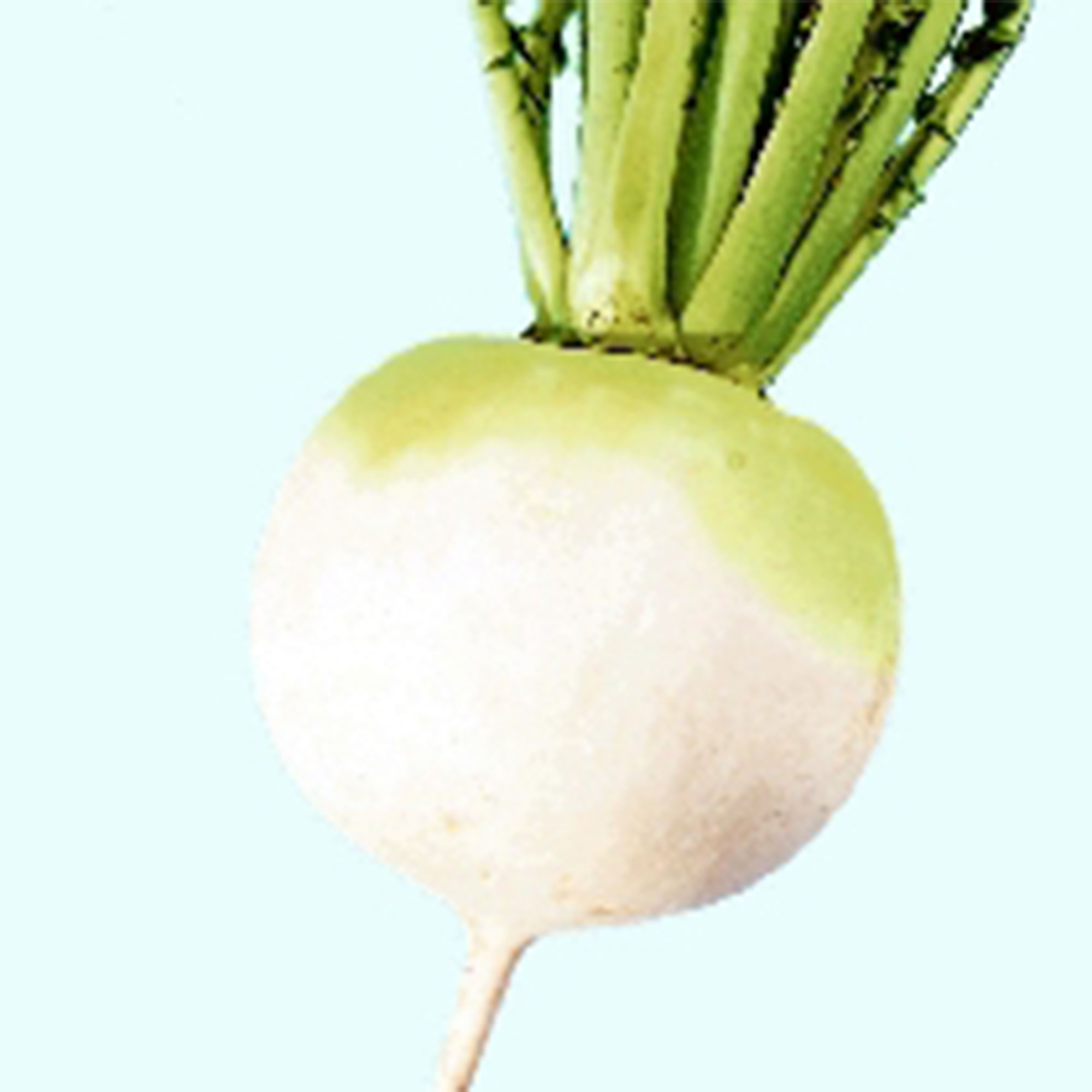 Radish Seeds - Shogoin Globe -3 g Packet ~202 Seeds - Non-GMO, Heirloom - Asian Garden Vegetable & Microgreens