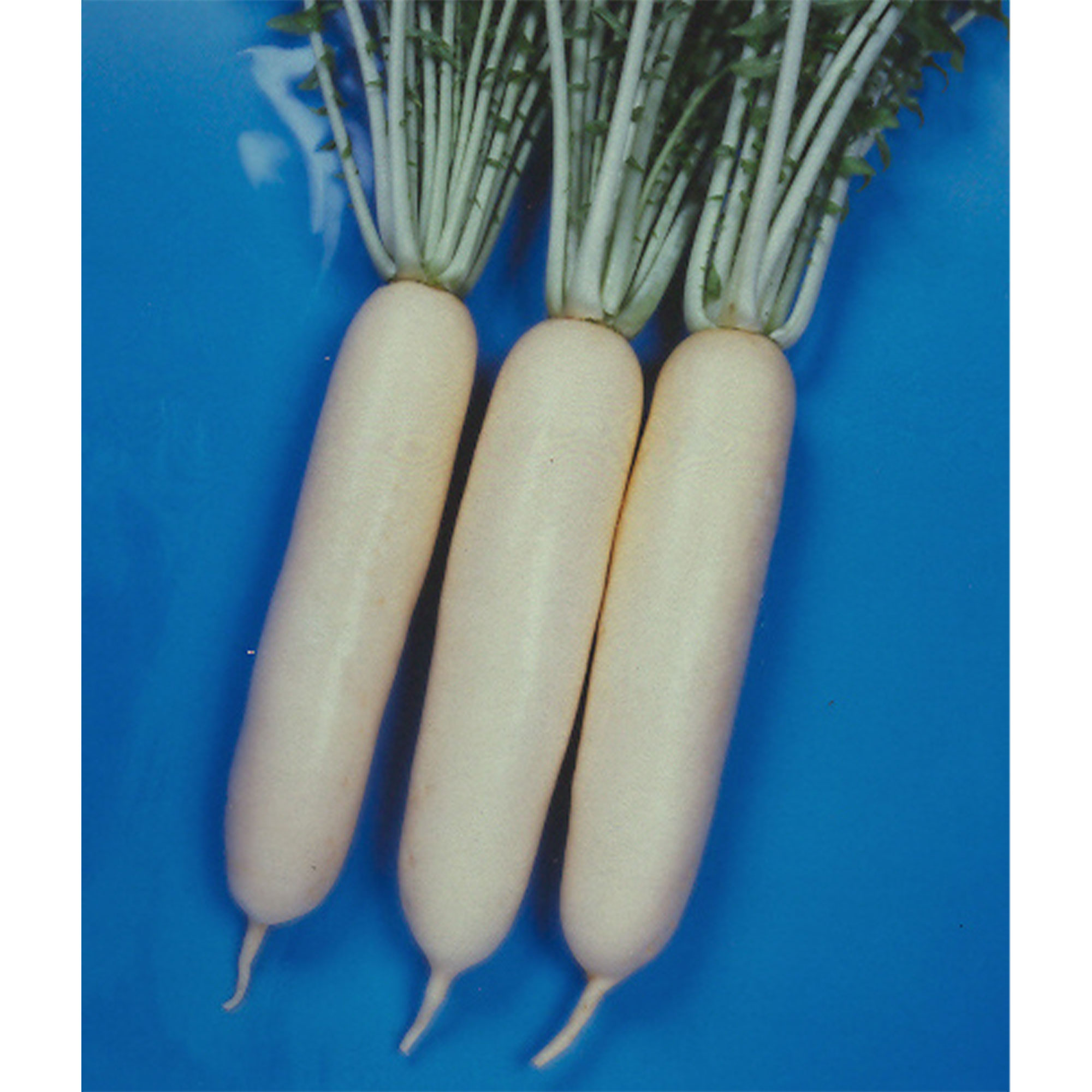 Radish Seeds - Wakayama White -1 Lb ~56000 Seeds - Non-GMO, Heirloom - Asian Garden Vegetable & Microgreens