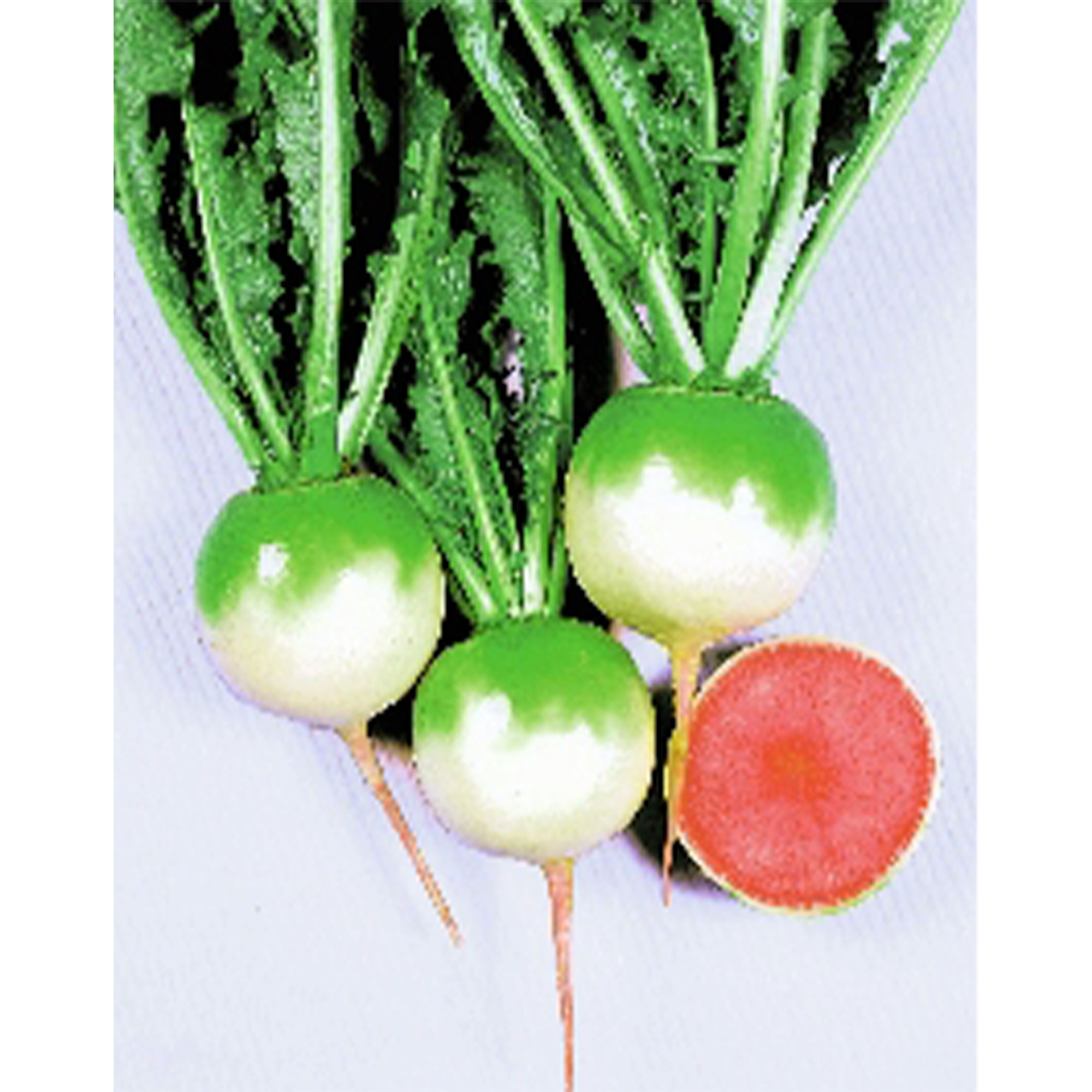 Radish Seeds - Chinese - Red Meat -5 Lb Bulk ~290000 Seeds - Non-GMO, Heirloom - Asian Garden Vegetable & Microgreens