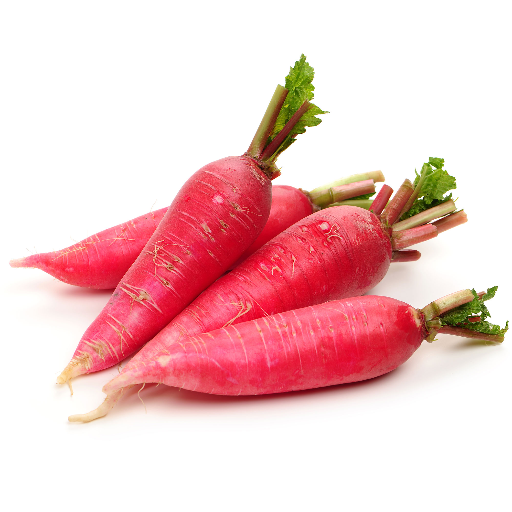 Radish Seeds - Chinese - Shunkyo -2 g Packet ~228 Seeds - Non-GMO, Heirloom - Asian Garden Vegetable & Microgreens