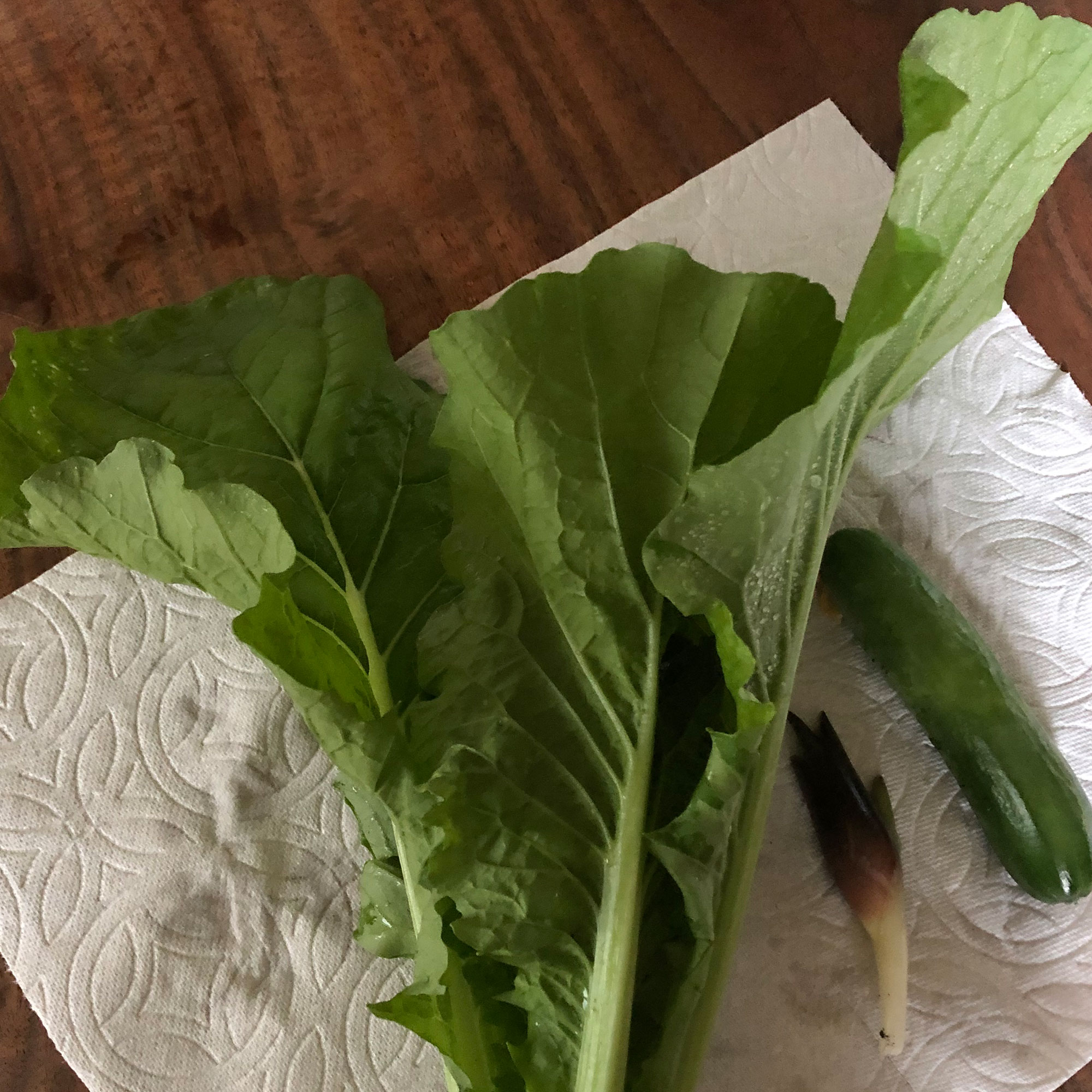 Mustard Seeds - Gai Choi -3 g Packet ~900 Seeds - Non-GMO, Heirloom - Asian Garden Vegetable, Microgreens & Herb Gardening