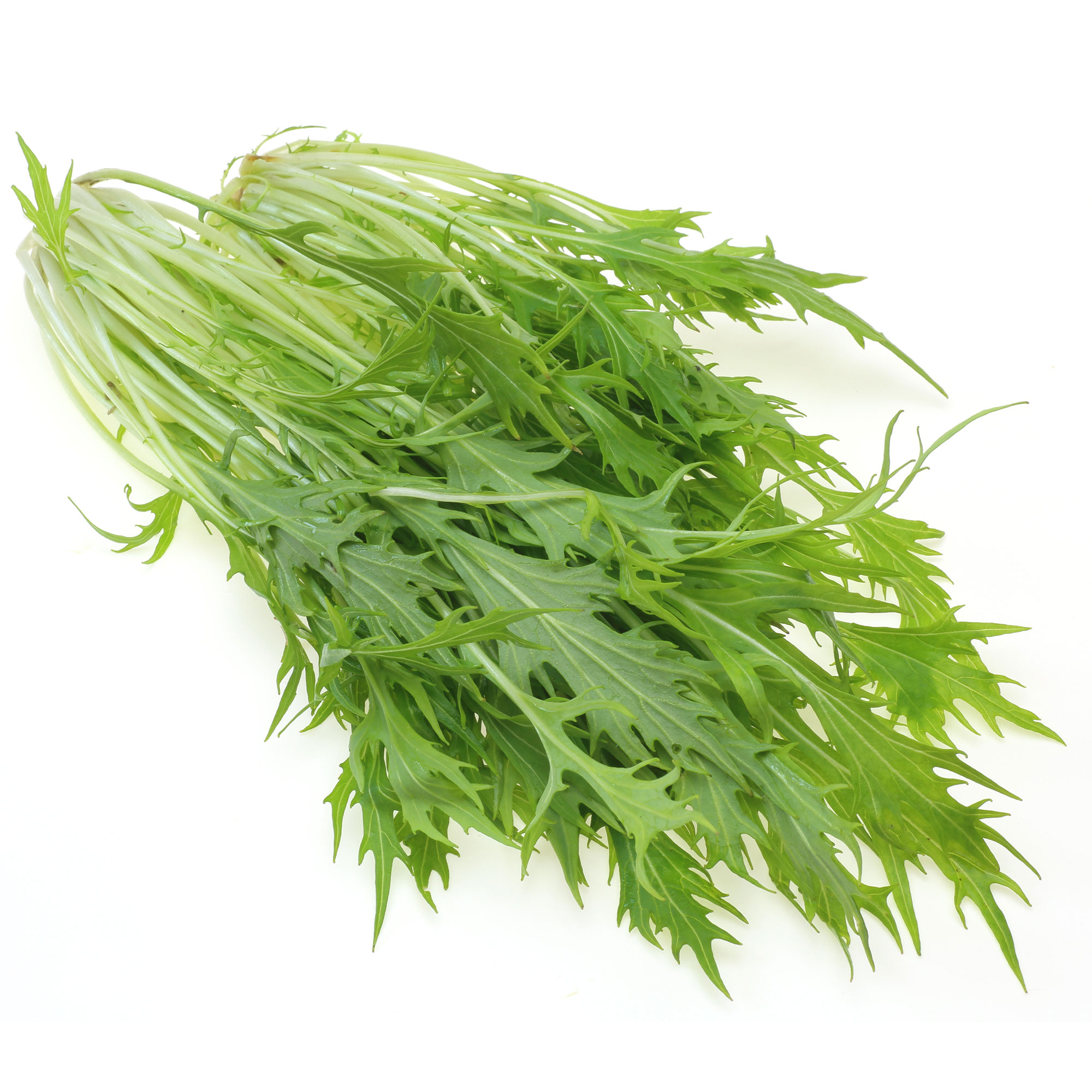 Mustard Seeds - Mizuna, Early -1 Lb ~208000 Seeds - Non-GMO, Heirloom - Asian Garden Vegetable, Microgreens & Herb Gardening