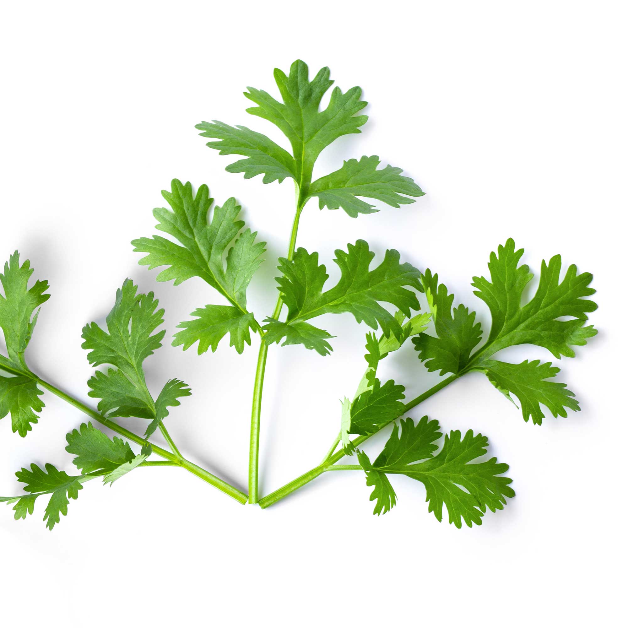 Cilantro Seeds - Leisure -1 Oz ~2000 Seeds - Non-GMO, Heirloom - Microgreens & Herb Gardening