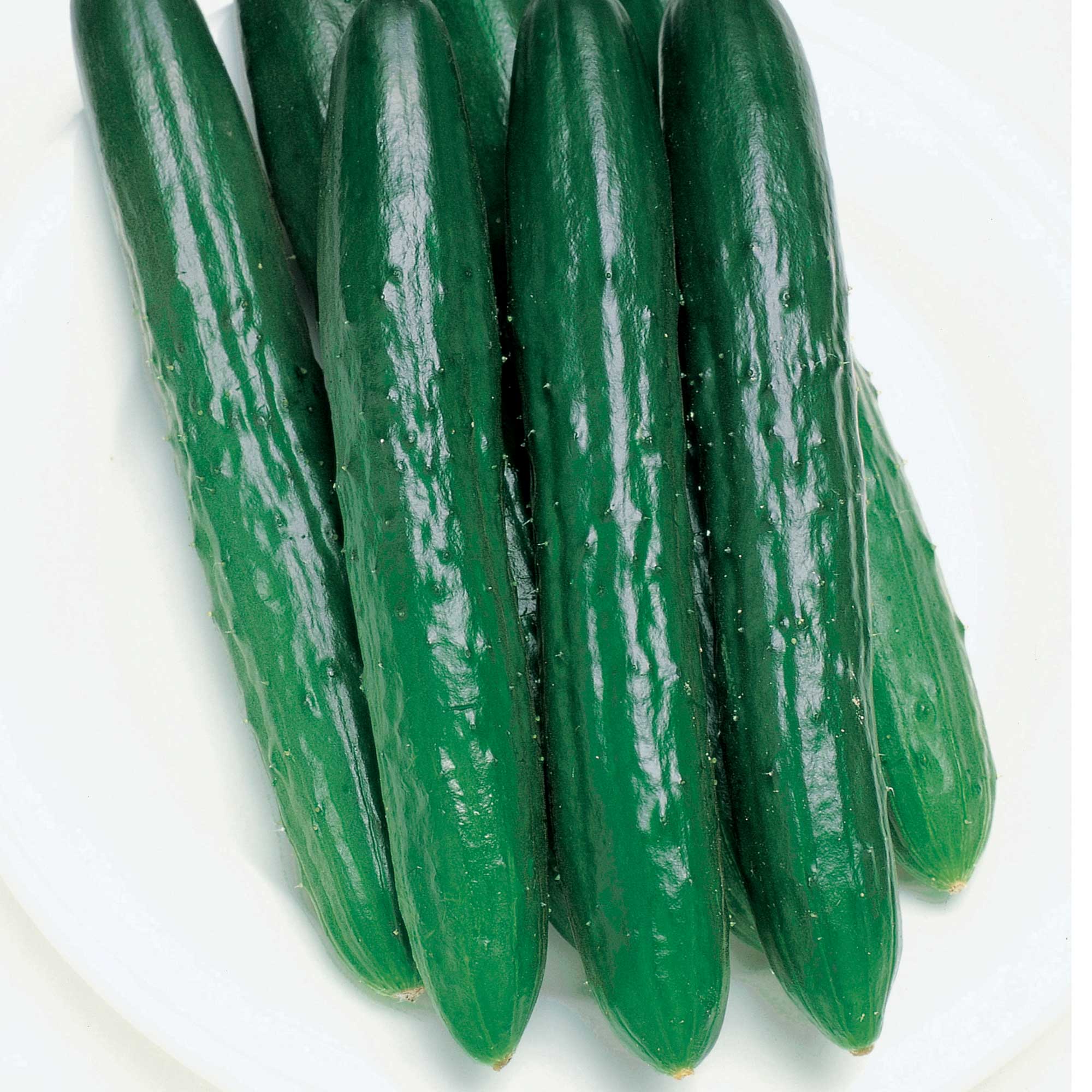 Cucumber Seeds, Japanese - Progress - Hybrid -1 Lb ~13200 Seeds - Non-GMO, F1 Hybrid - Asian Garden Vegetable