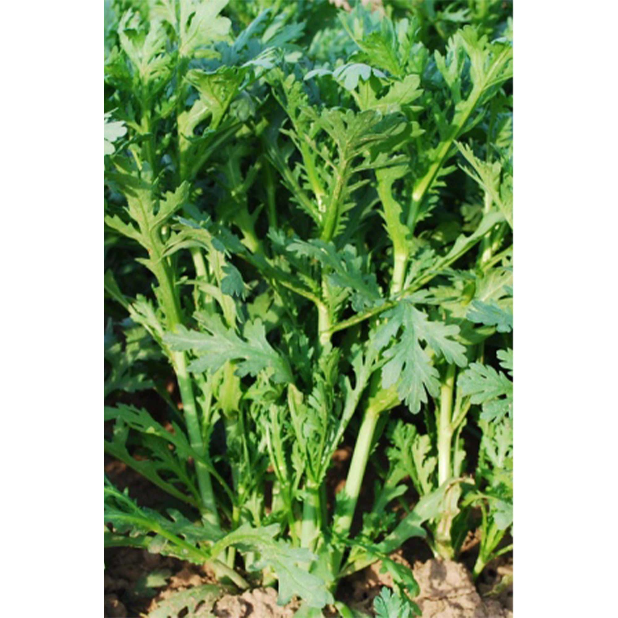 Chrysanthemum Greens Seeds - Oasis -5 Lb Bulk ~1144000 Seeds - Non-GMO, Heirloom - Asian Edible Flower & Microgreens
