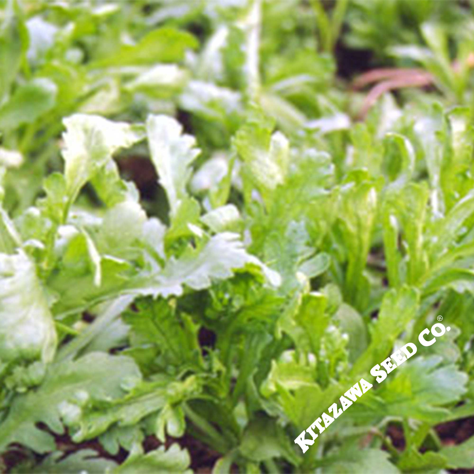 Chrysanthemum Greens Seeds - Garland Serrated Leaf -4 Oz ~34000 Seeds - Non-GMO, Heirloom - Asian Edible Flower & Microgreens