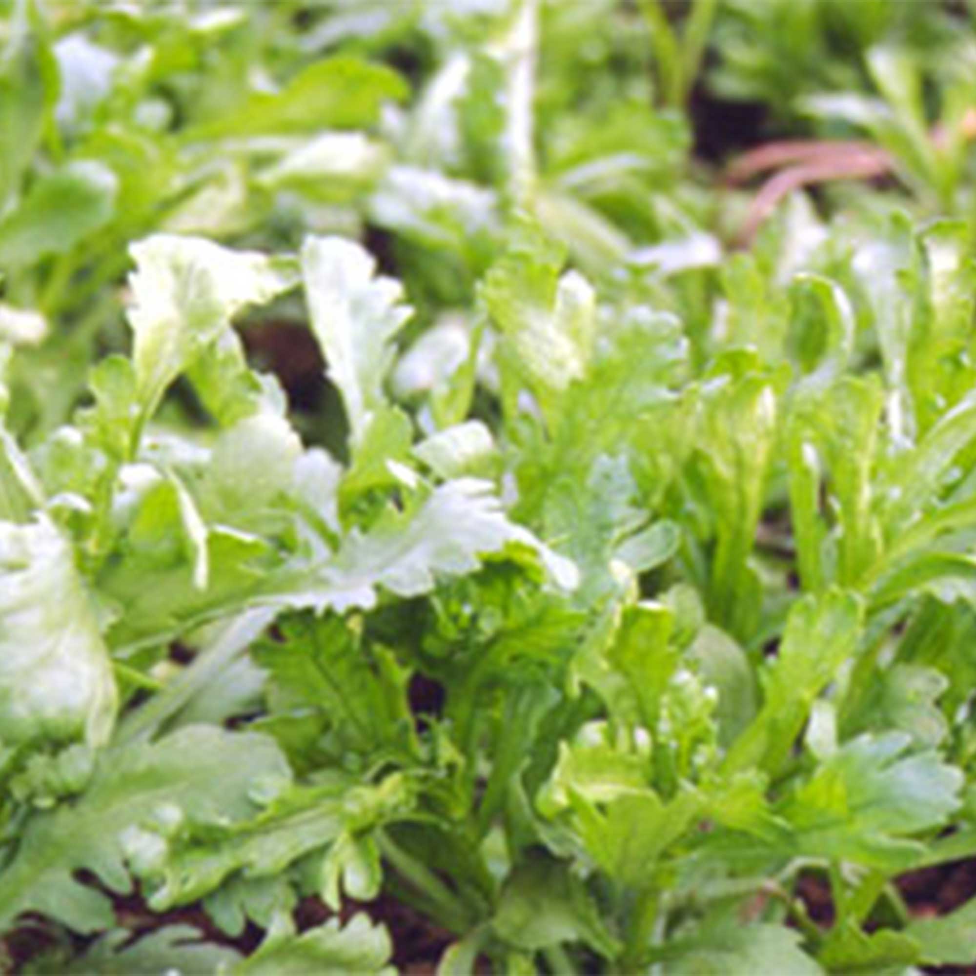 Chrysanthemum Greens Seeds - Garland Serrated Leaf -1 Lb ~136000 Seeds - Non-GMO, Heirloom - Asian Edible Flower & Microgreens