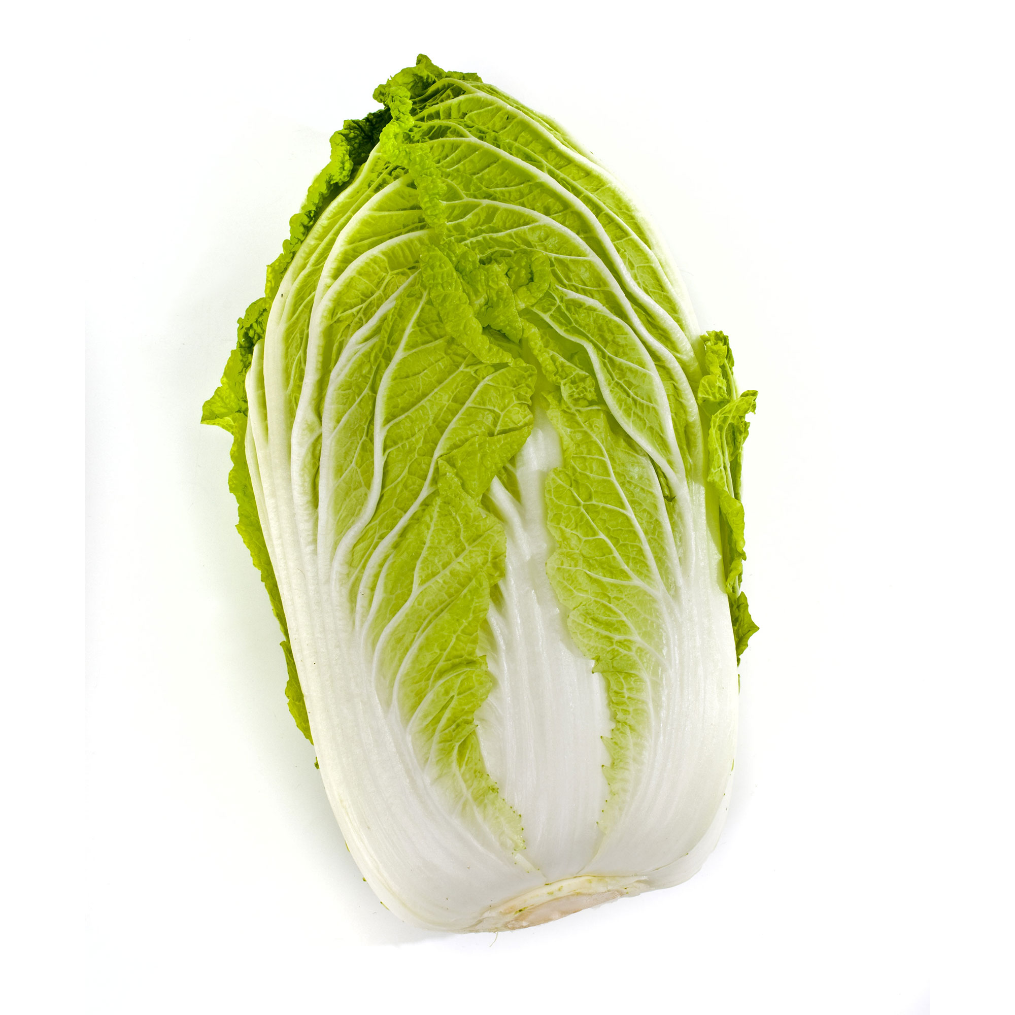 Chinese Cabbage Seeds - Matsushima No. 2 -1 Lb ~137600 Seeds - Non-GMO, Heirloom - Asian Garden Vegetable & Microgreens