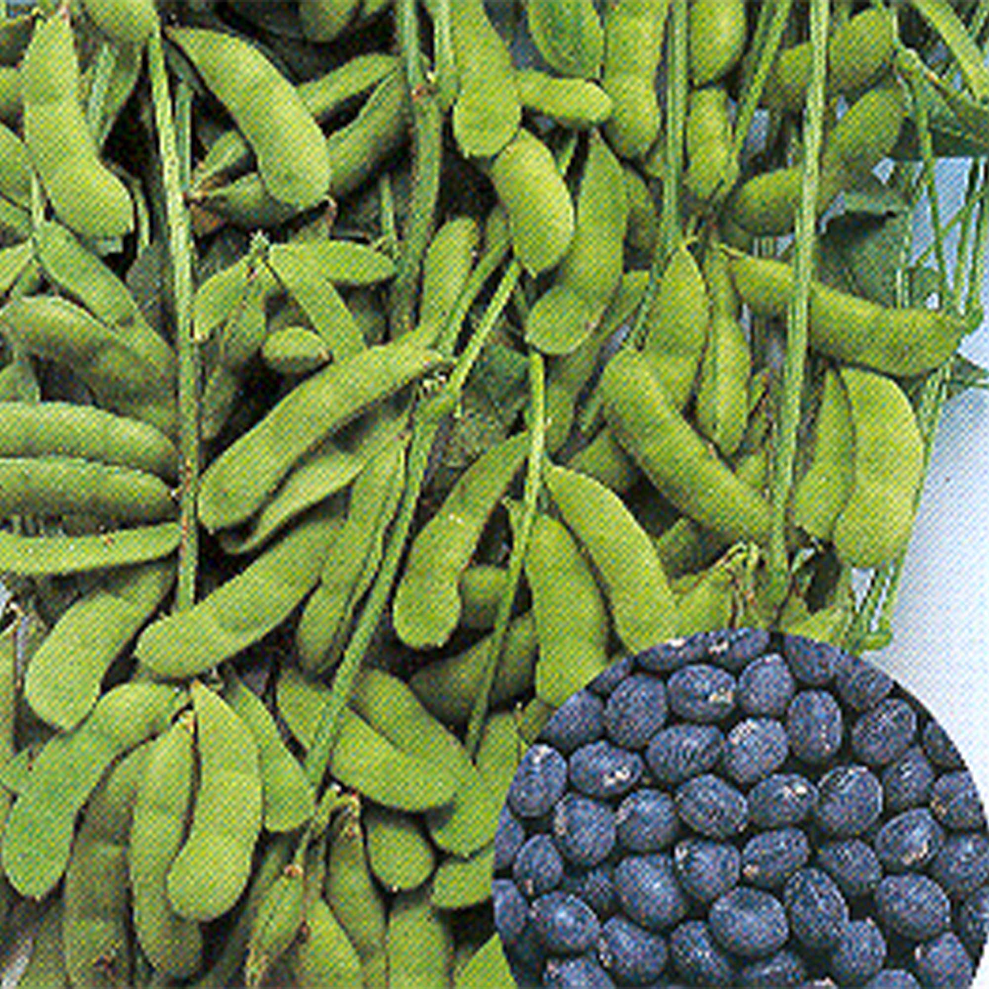 Asian Bean Seeds - Tamba Kuro Otsubu - 1 Lb Bulk - Japanese Black Soybean Gardening Seeds - Buy Garden Seeds Online