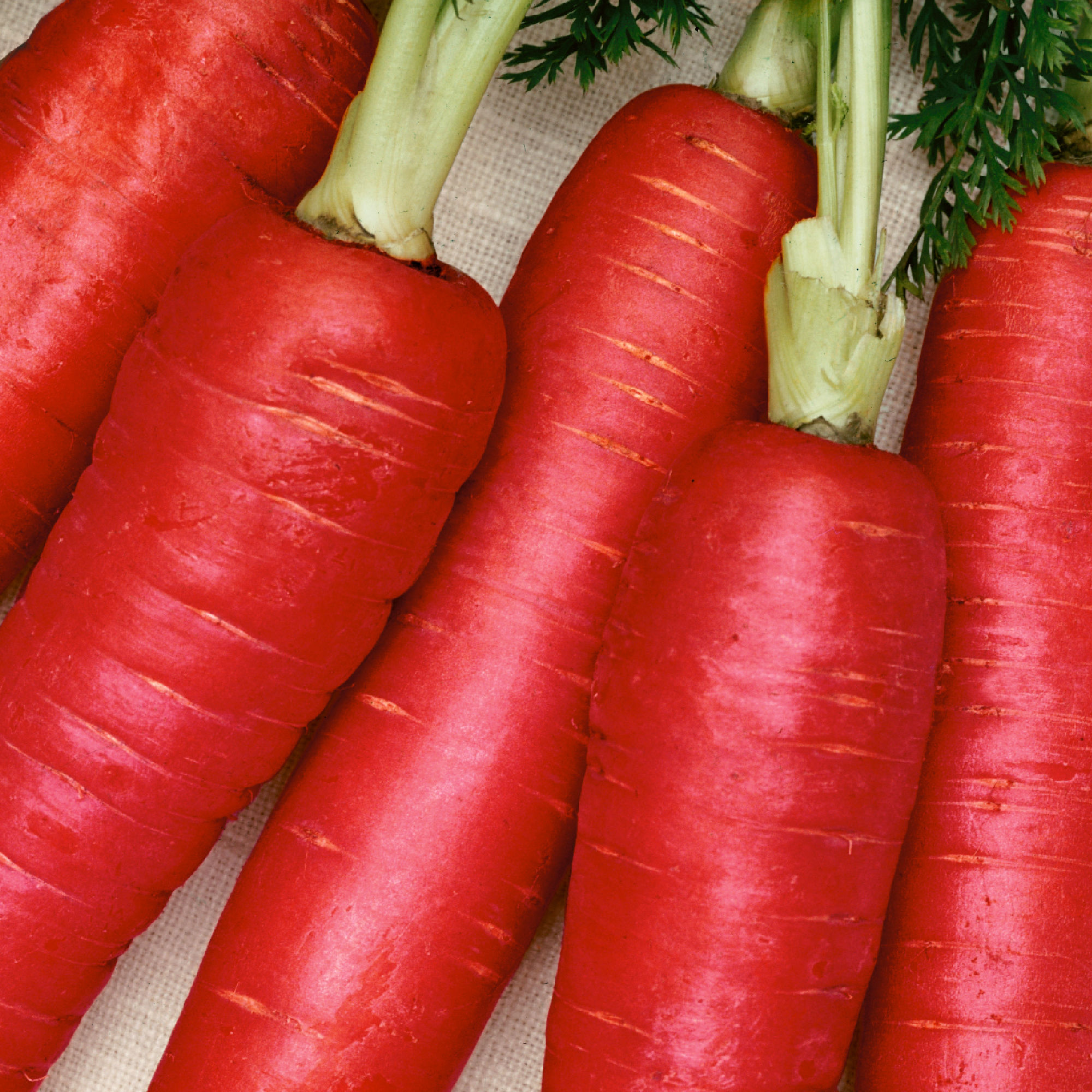 Carrot Seeds - Scarlet Red -1 g Packet ~600 Seeds - Non-GMO, Heirloom - Asian Garden Vegetable