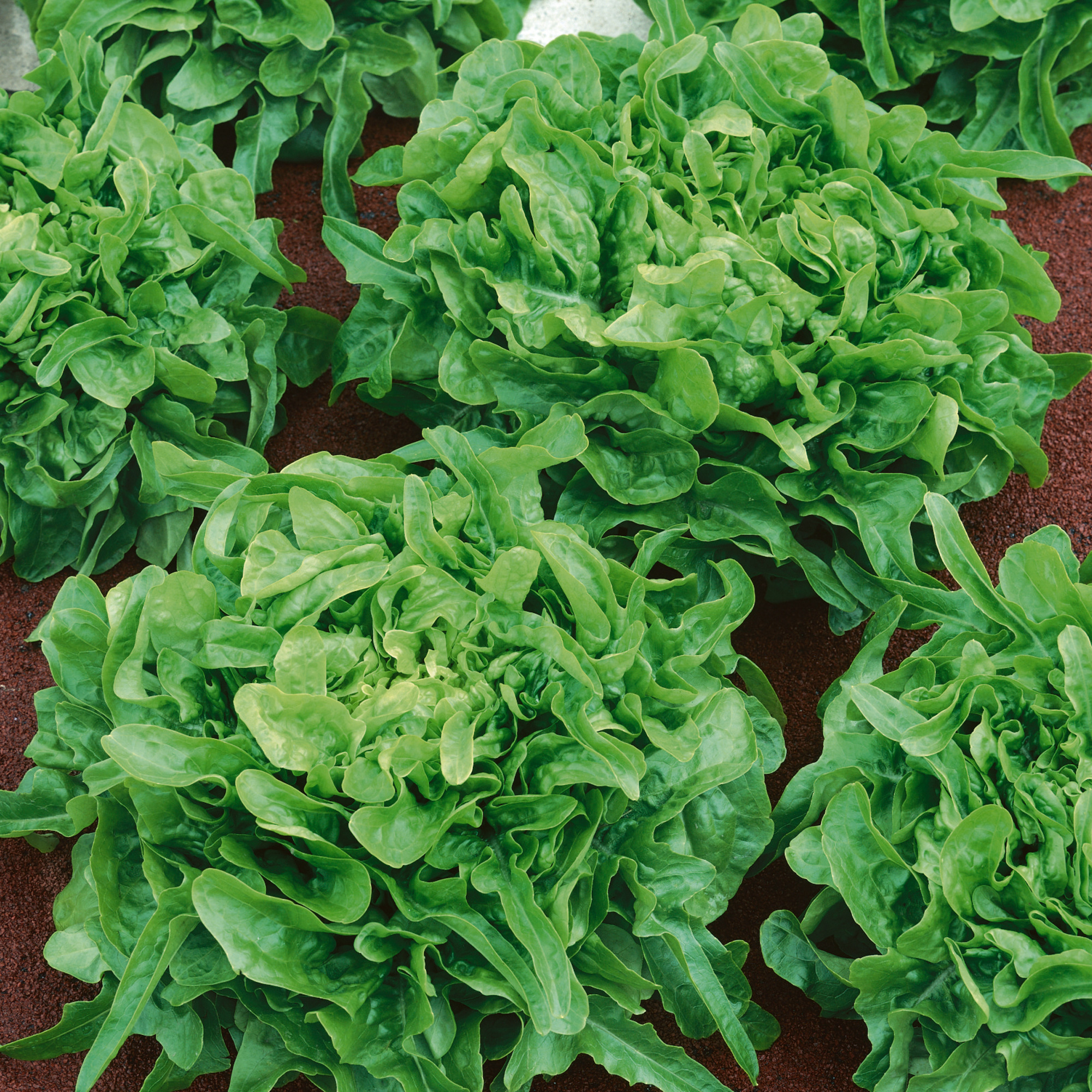 Organic Sandy Leaf Lettuce Seeds - 25 Lb Bulk - Garden, Non-GMO