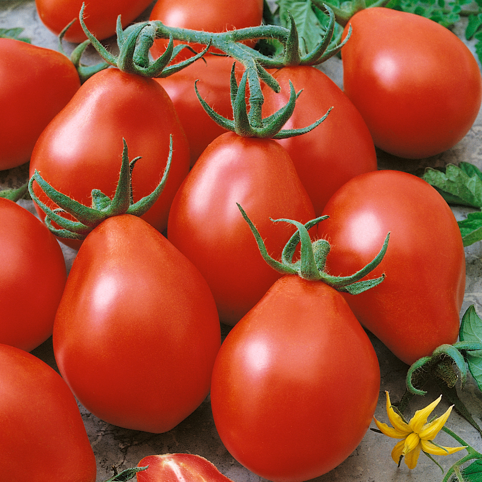 Viva Salsa F1 Hybrid Tomato Seeds - 0.25 Oz - Vegetable Gardening