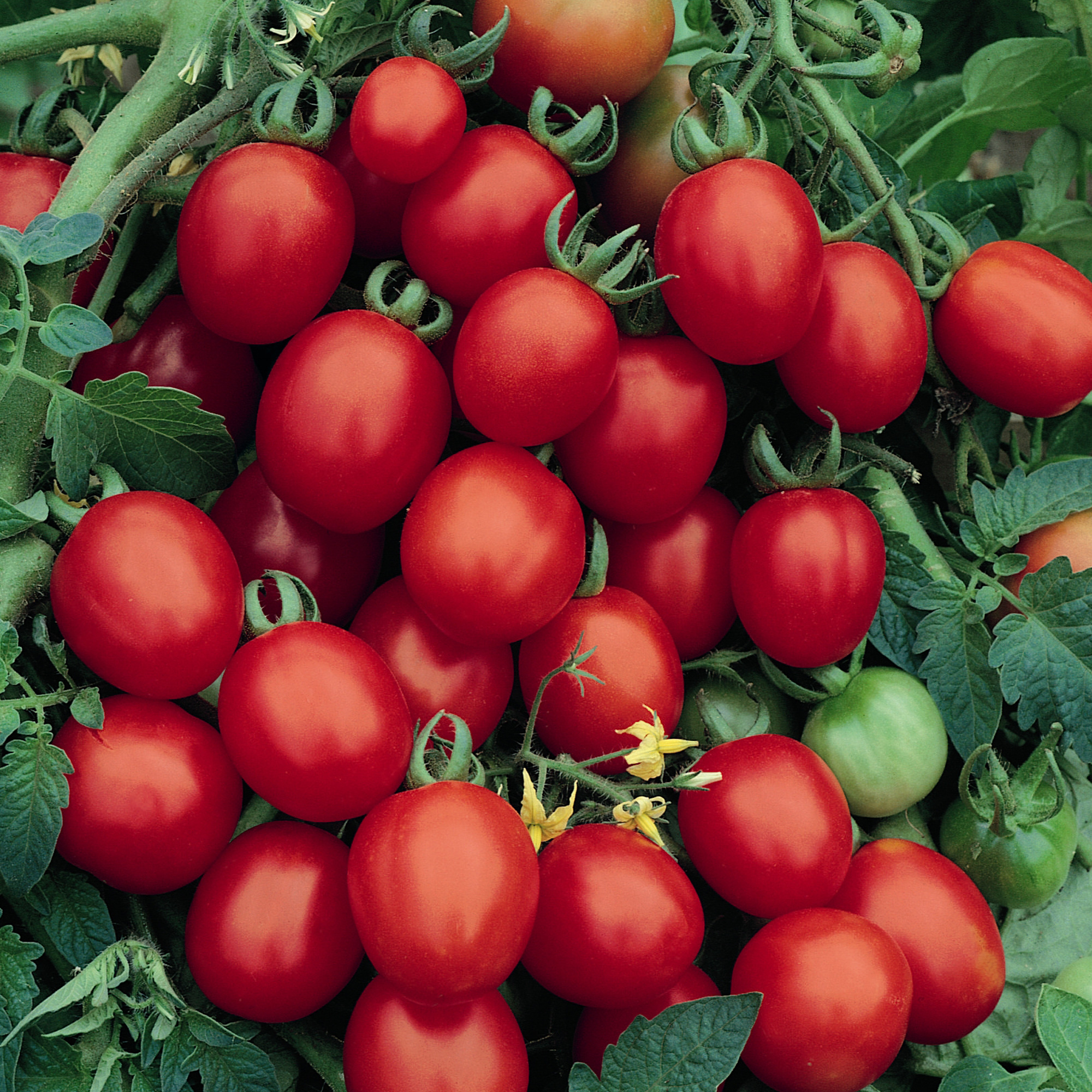 Sugar Plum F1 Hybrid Tomato Seeds - 4 Oz - Vegetable Garden, Non-GMO