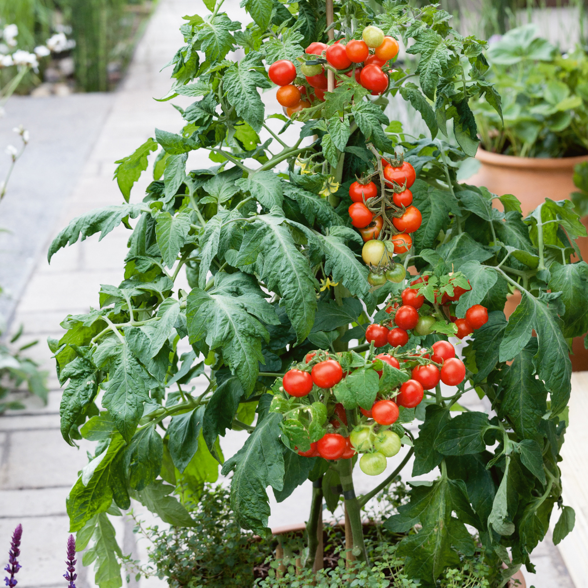 Patio Choice Red F1 Hybrid Tomato Seeds - 0.25 Oz - Garden, Non-GMO