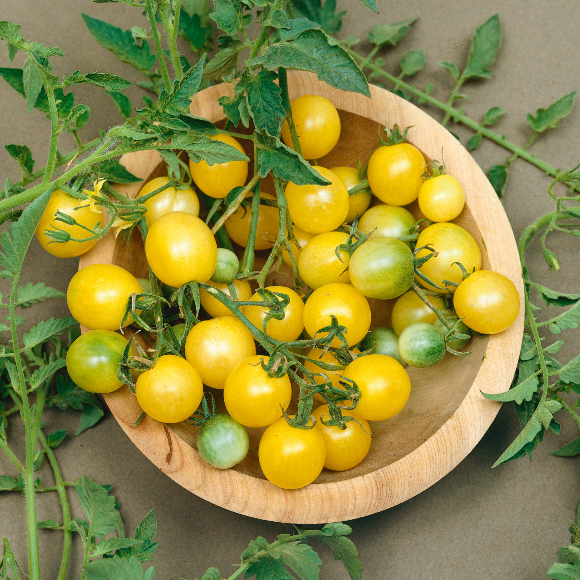 Firefly F1 AAS Hybrid Tomato Seeds - 0.25 Oz - Garden, Non-GMO - Buy Non-GMO Lycopersicon esculentum Farm & Gardening Seeds Onli