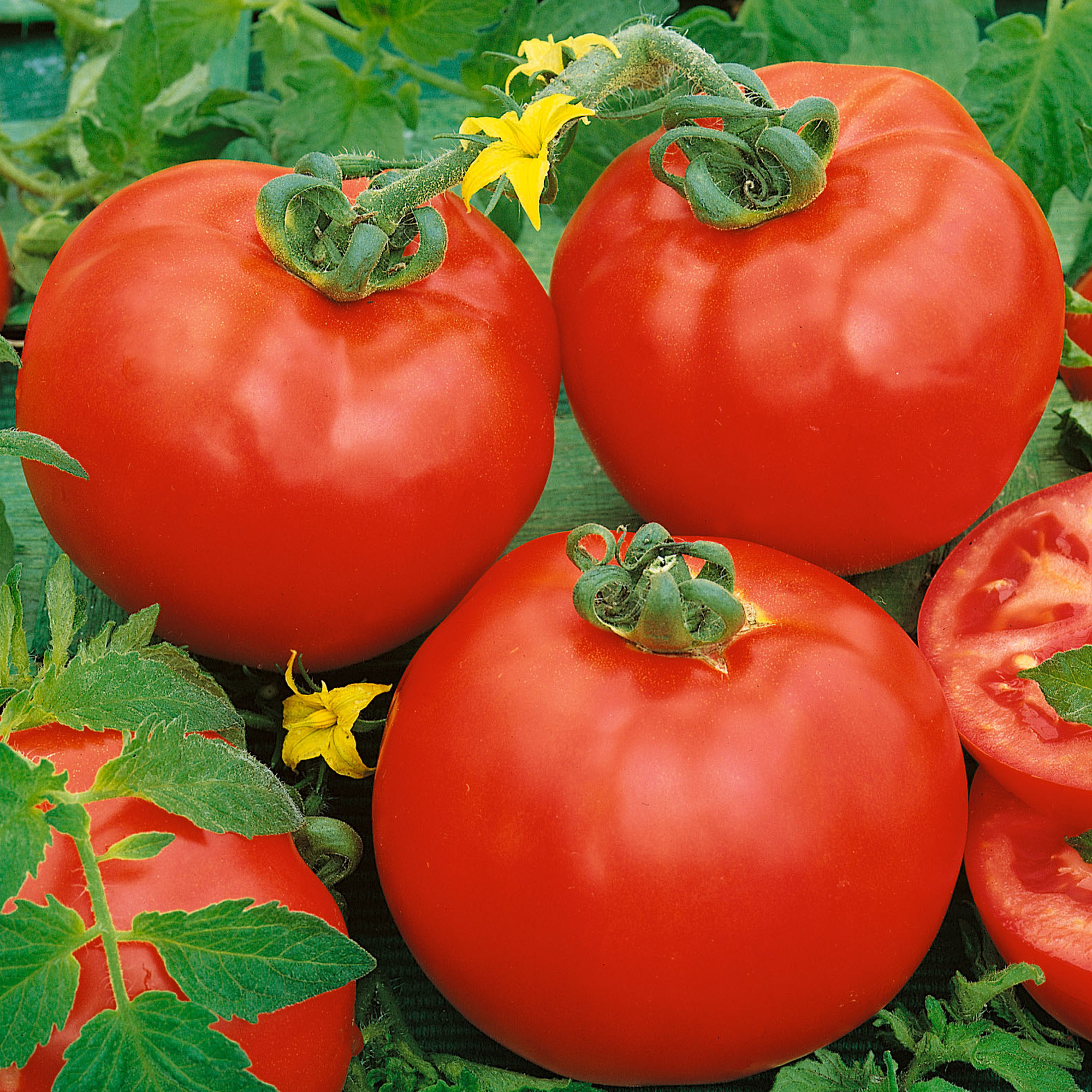 Containers Choice Red F1 Hybrid Tomato Seeds - 4 Oz - Garden, Non-GMO - Buy Non-GMO Lycopersicon esculentum Farm & Gardening See