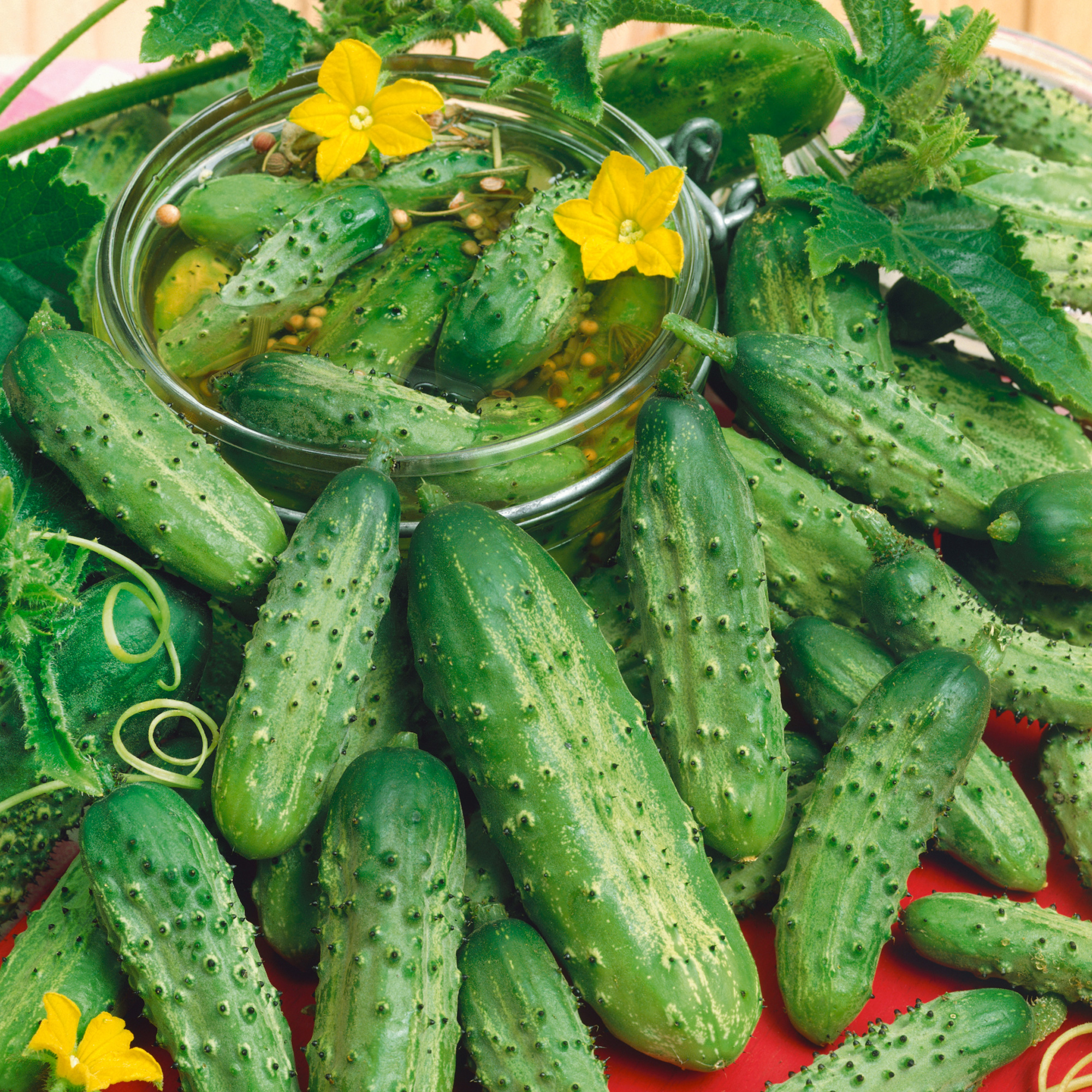 Organic Boston Pickling Cucumber Seeds - 4 Oz - Gardening - Non-GMO - Buy Non-GMO Cucumis sativus Farm & Gardening Seeds Online