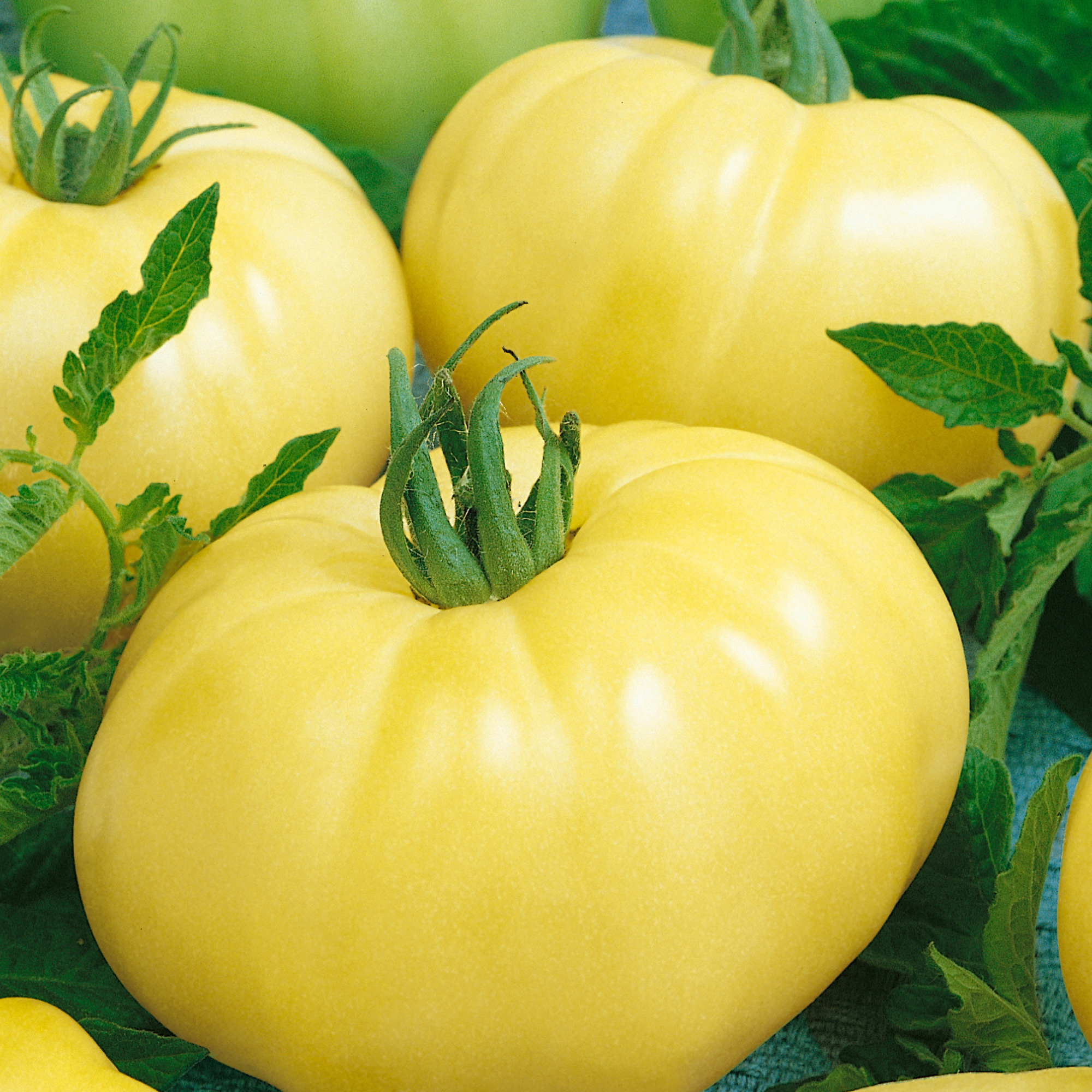 Chef's Choice White F1 Hybrid Tomato Seeds - 4 Oz - Vegetable Garden - Buy Non-GMO Lycopersicon esculentum Farm & Gardening Seed