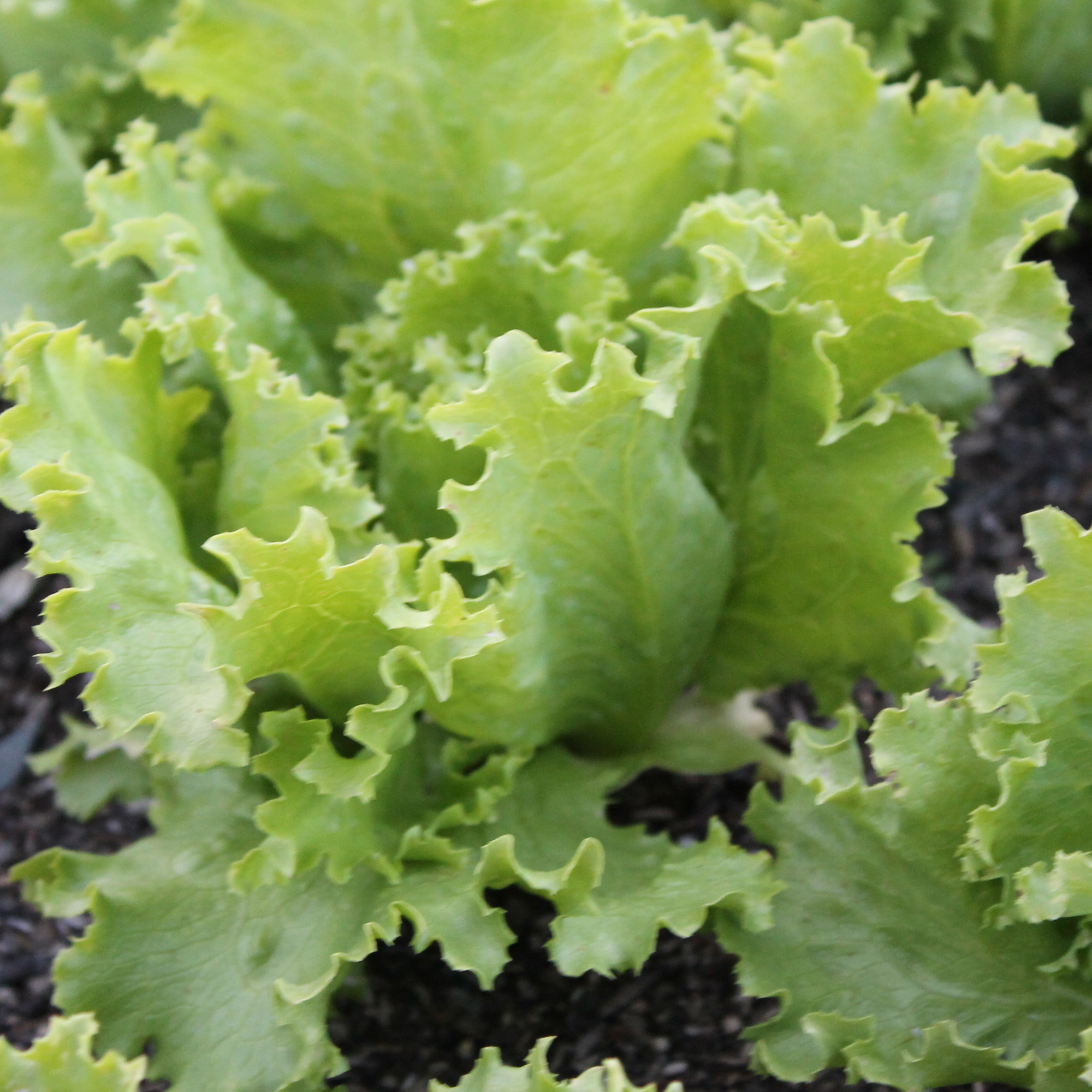 Organic Great Lakes Batavian Lettuce Seeds - 1 Oz - Garden, Non-GMO - Buy Non-GMO Lactuca sativa Farm & Gardening Seeds Online