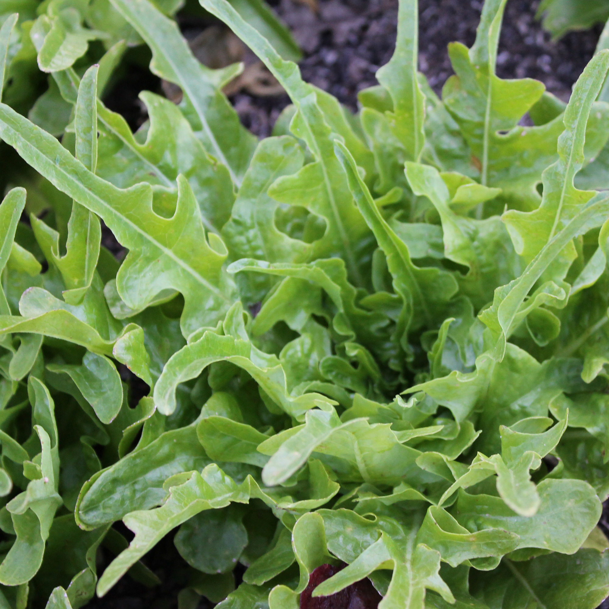 Organic Royal Oakleaf Leaf Lettuce Seeds - 25 Lb Bulk - Garden, NonGMO - Buy Non-GMO Lactuca sativa Farm & Gardening Seeds Onlin