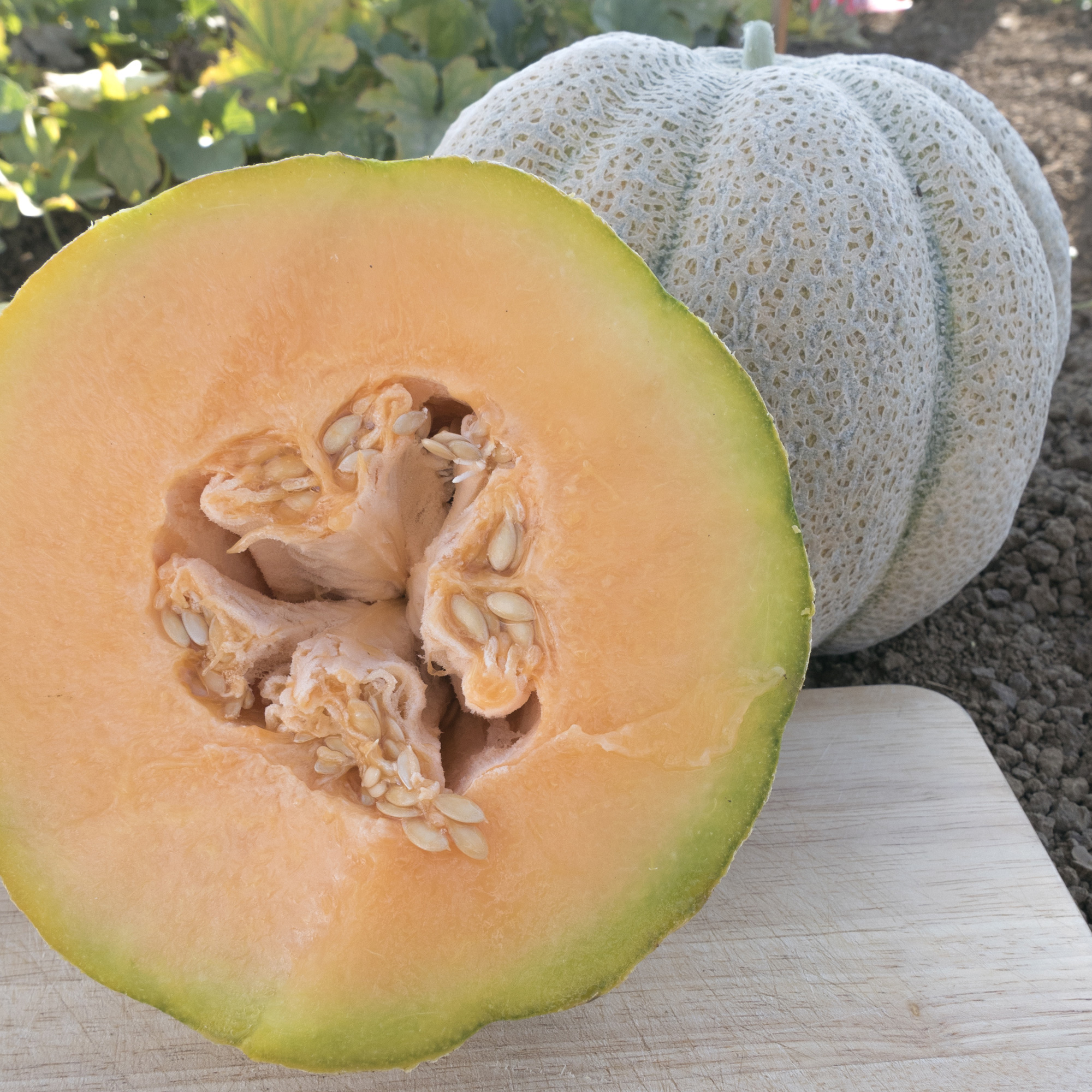 Organic Iroquois Melon Seeds - 4 Oz - Garden, Non-GMO, Heirloom - Buy Non-GMO Cucumis melo Farm & Gardening Seeds Online