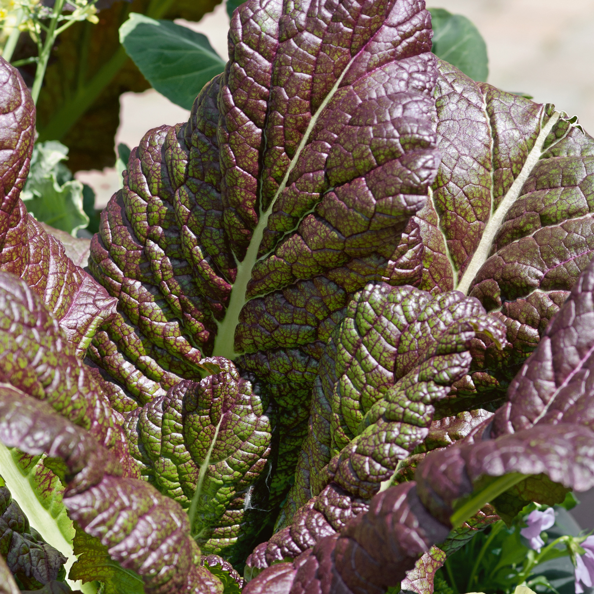 Organic Osaka Purple Mustard Seeds - 5 Lb Bulk - Garden, Microgreens - Buy Non-GMO Brassica juncea Farm & Gardening Seeds Online