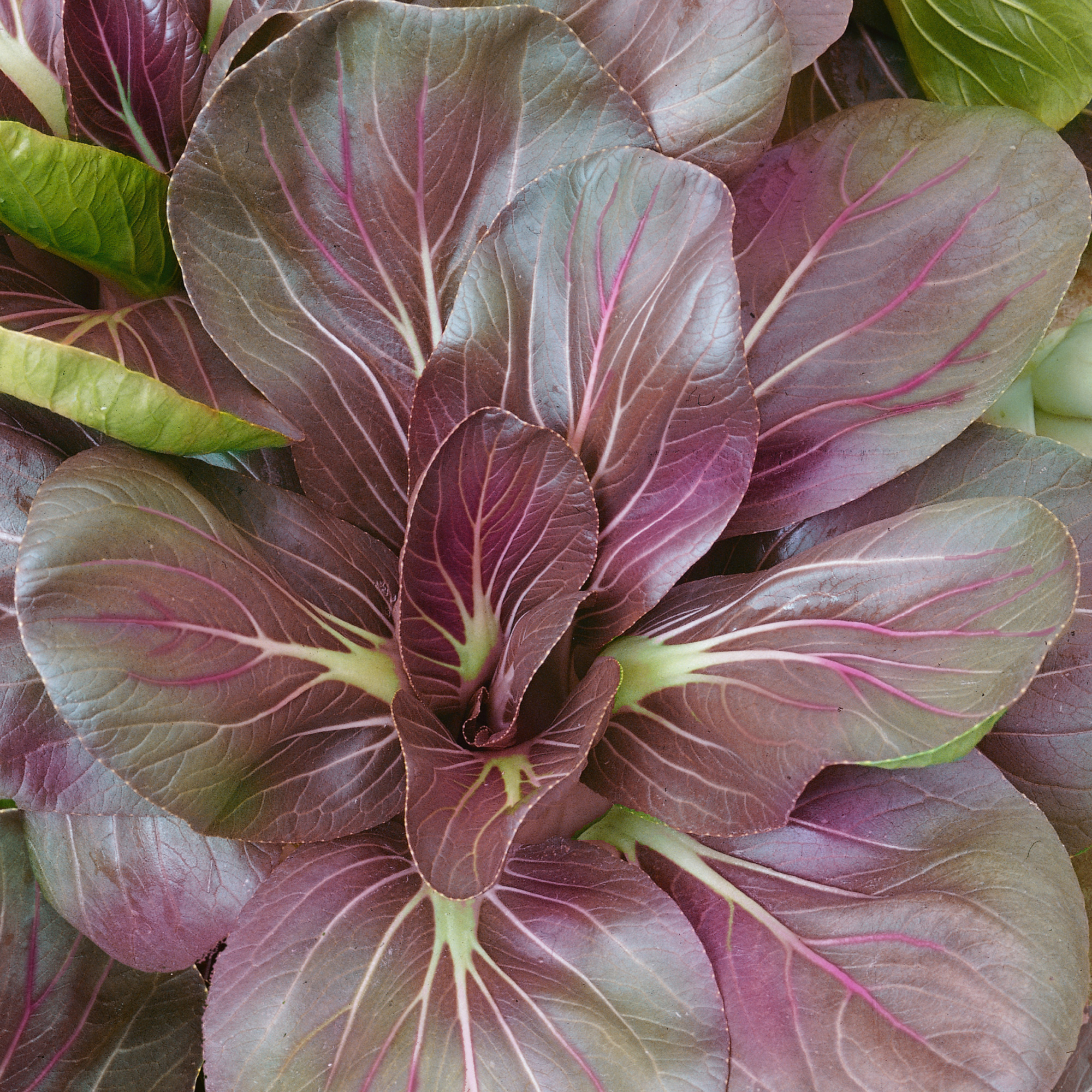 Organic Scarlet Red Tat Soi Mustard Seeds - 25 Lb Bulk - Microgreens - Buy Non-GMO Brassica narinosa Farm & Gardening Seeds Onli