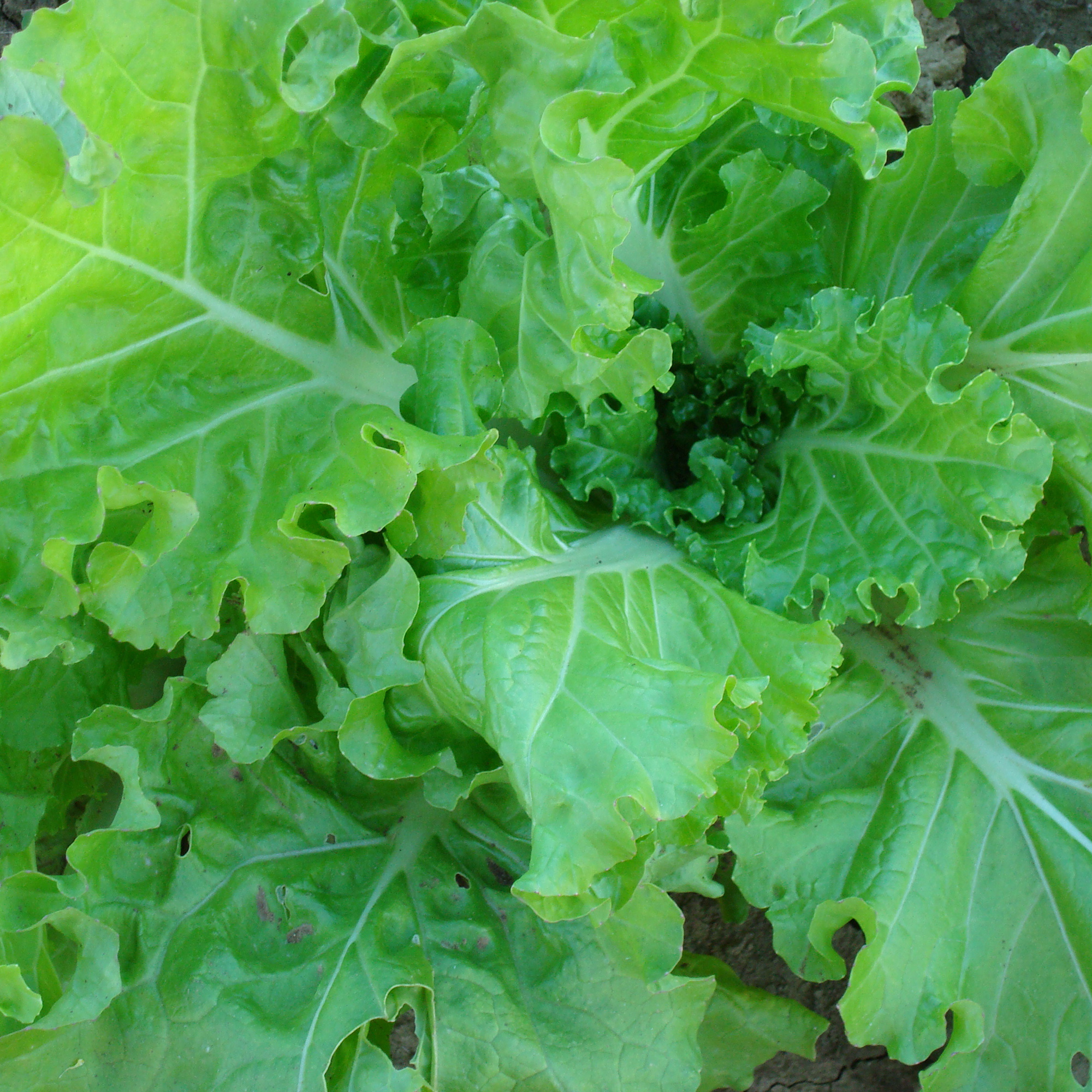 Organic Tokyo Bekana Mustard Seeds - 1 Oz - Garden, Microgreens - Buy Non-GMO Brassica juncea Farm & Gardening Seeds Online