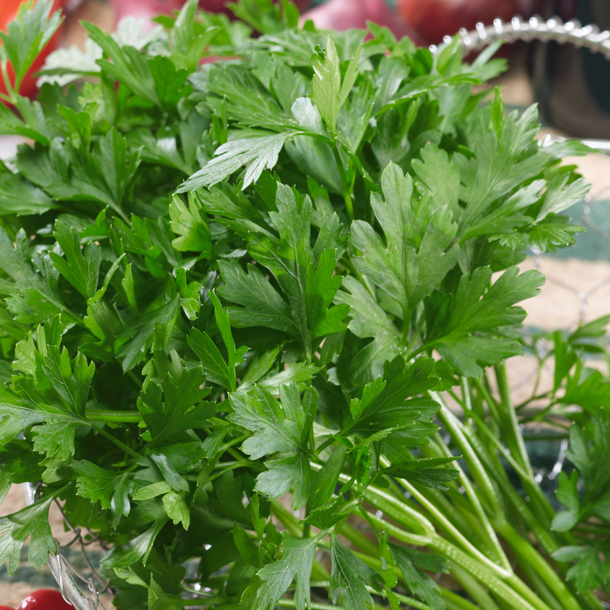 Organic Plain Parsley Seeds - 1 Lb - Garden, Microgreens, Heirloom