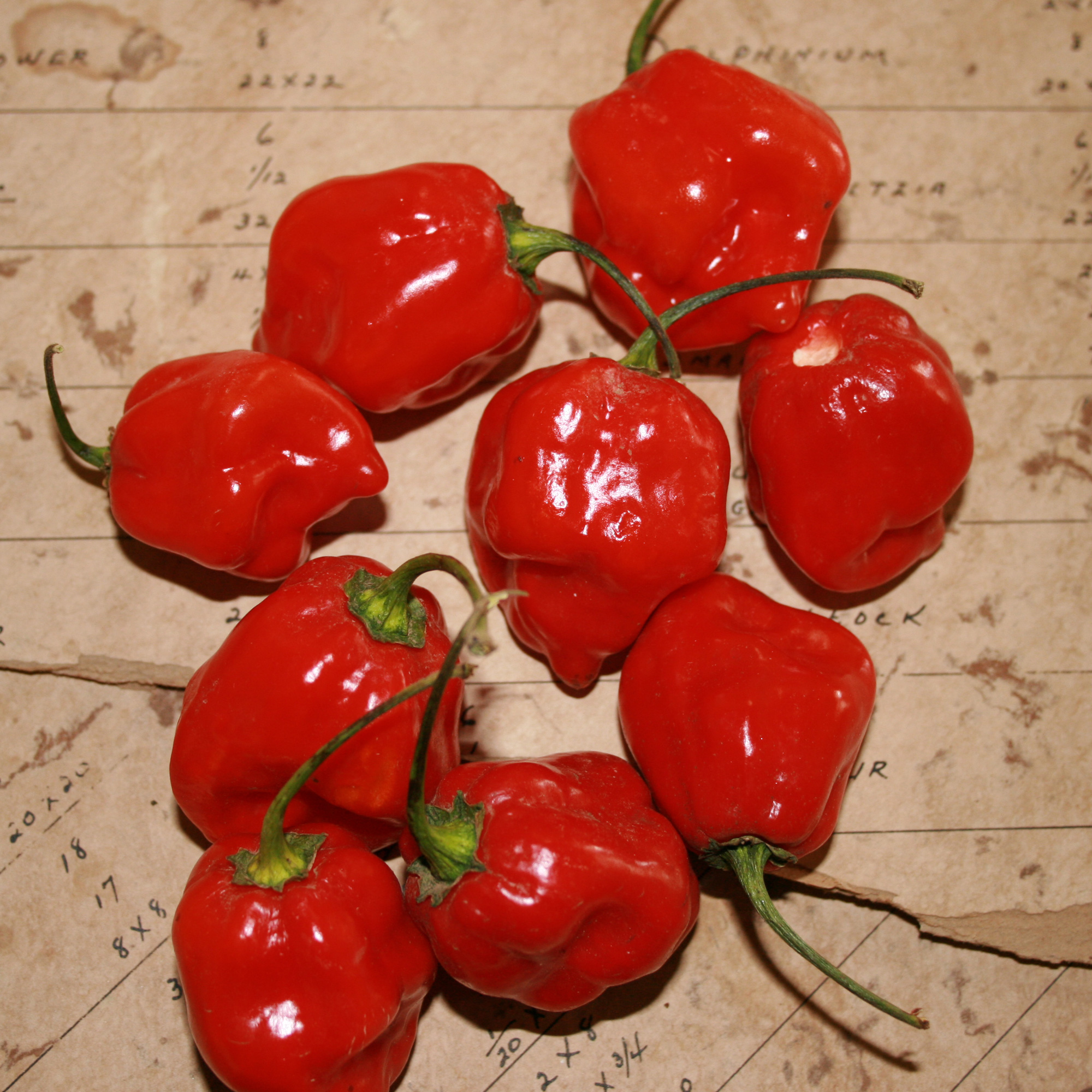 Organic Red Habanero Hot Pepper Seeds - 1 Lb - Garden, Non-GMO - Buy Non-GMO Capsicum annuum Farm & Gardening Seeds Online