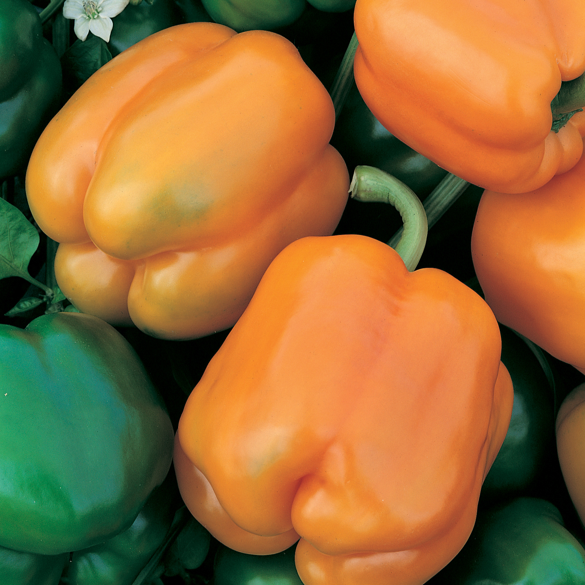 Moscato F1 Hybrid Sweet Pepper Seeds - 1 Oz - Vegetable Garden