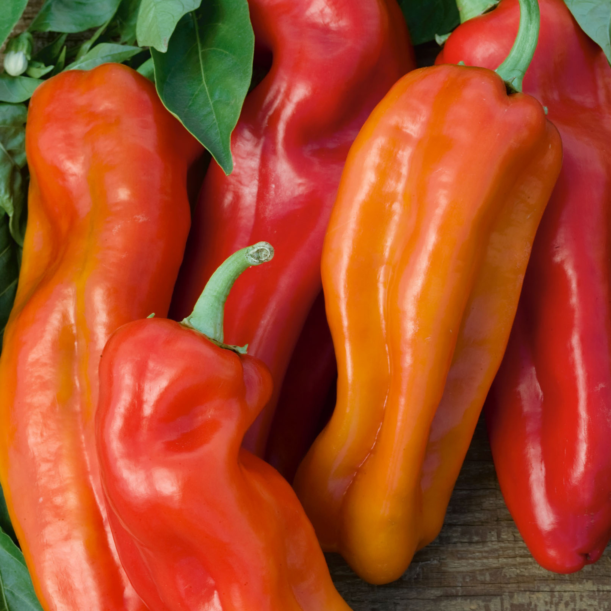 Mexican Sunrise F1 Aas Hybrid Hot Pepper Seeds - 0.25 Oz - Garden ...