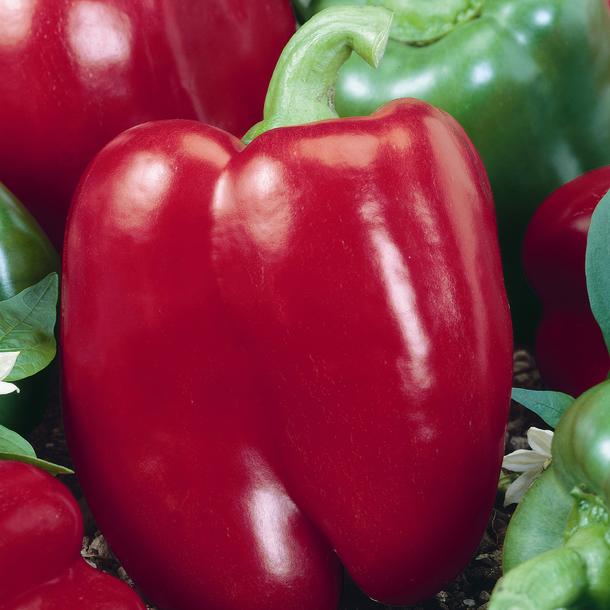 Chianti F1 Hybrid Sweet Pepper Seeds - 0.25 Oz - Vegetable Garden