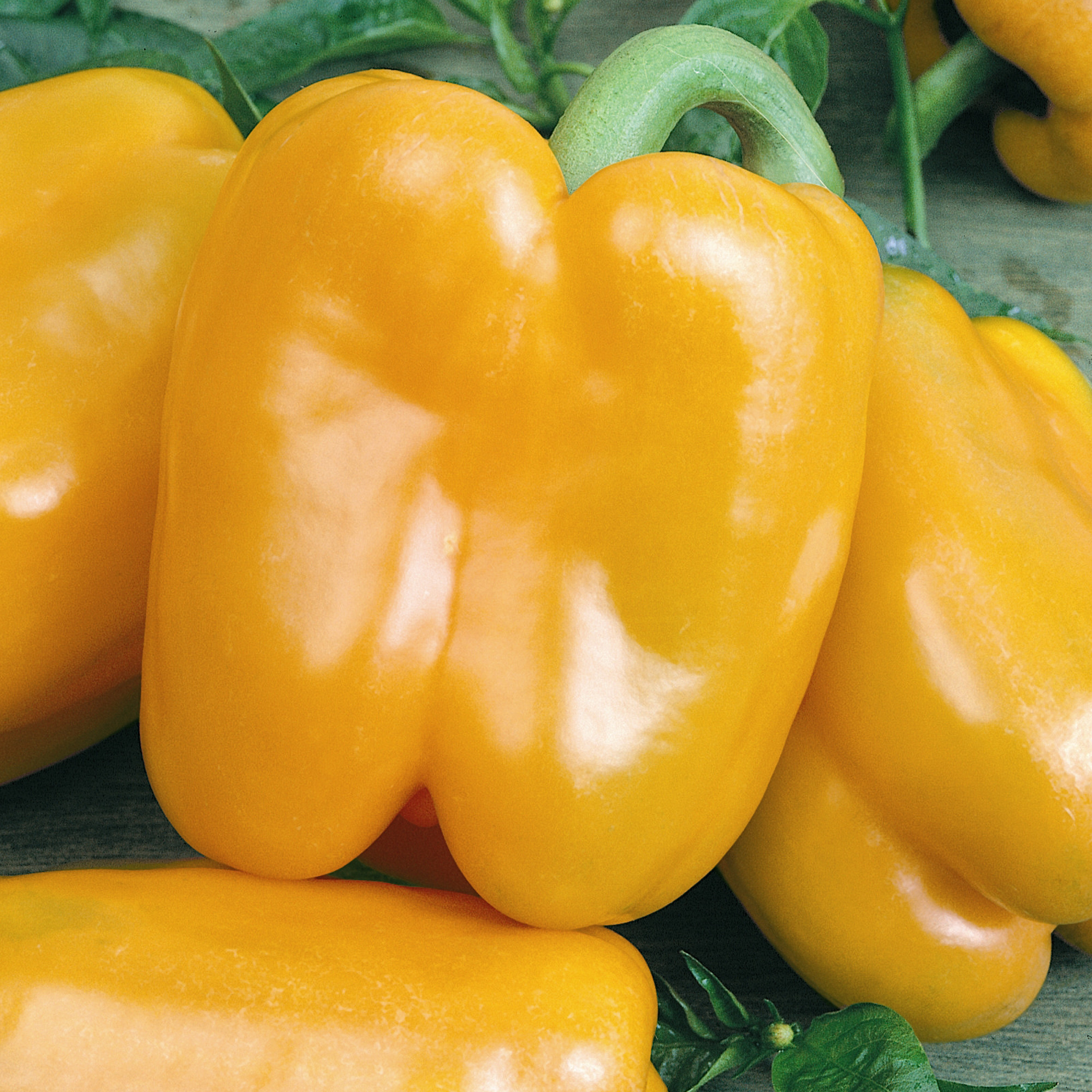 Chardonnay F1 Hybrid Sweet Pepper Seeds - 1 Oz - Vegetable Garden