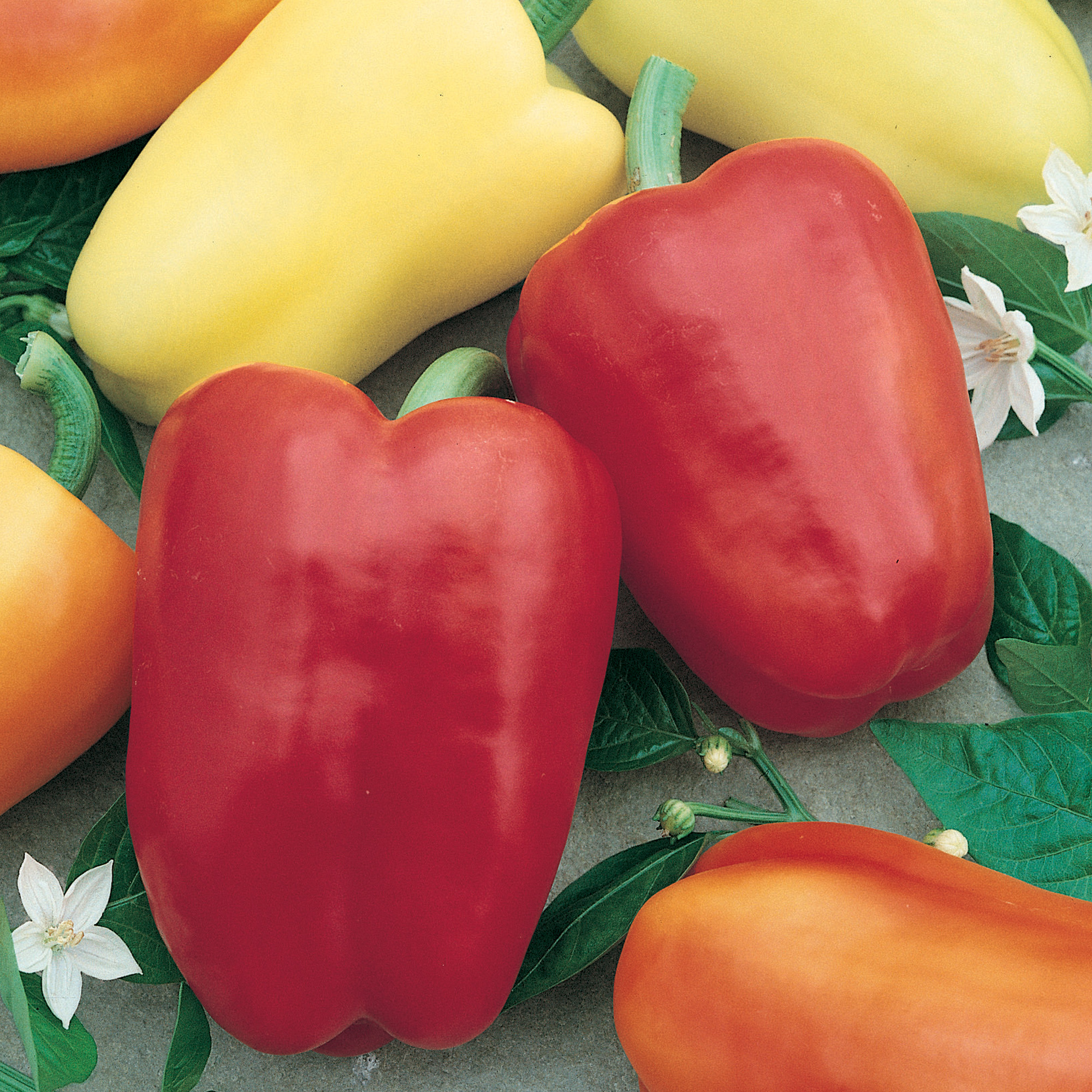 Chablis F1 Hybrid Sweet Pepper Seeds - 1 Lb - Vegetable Garden - Seeds for Greenhouse, Nursery & Professional Growers