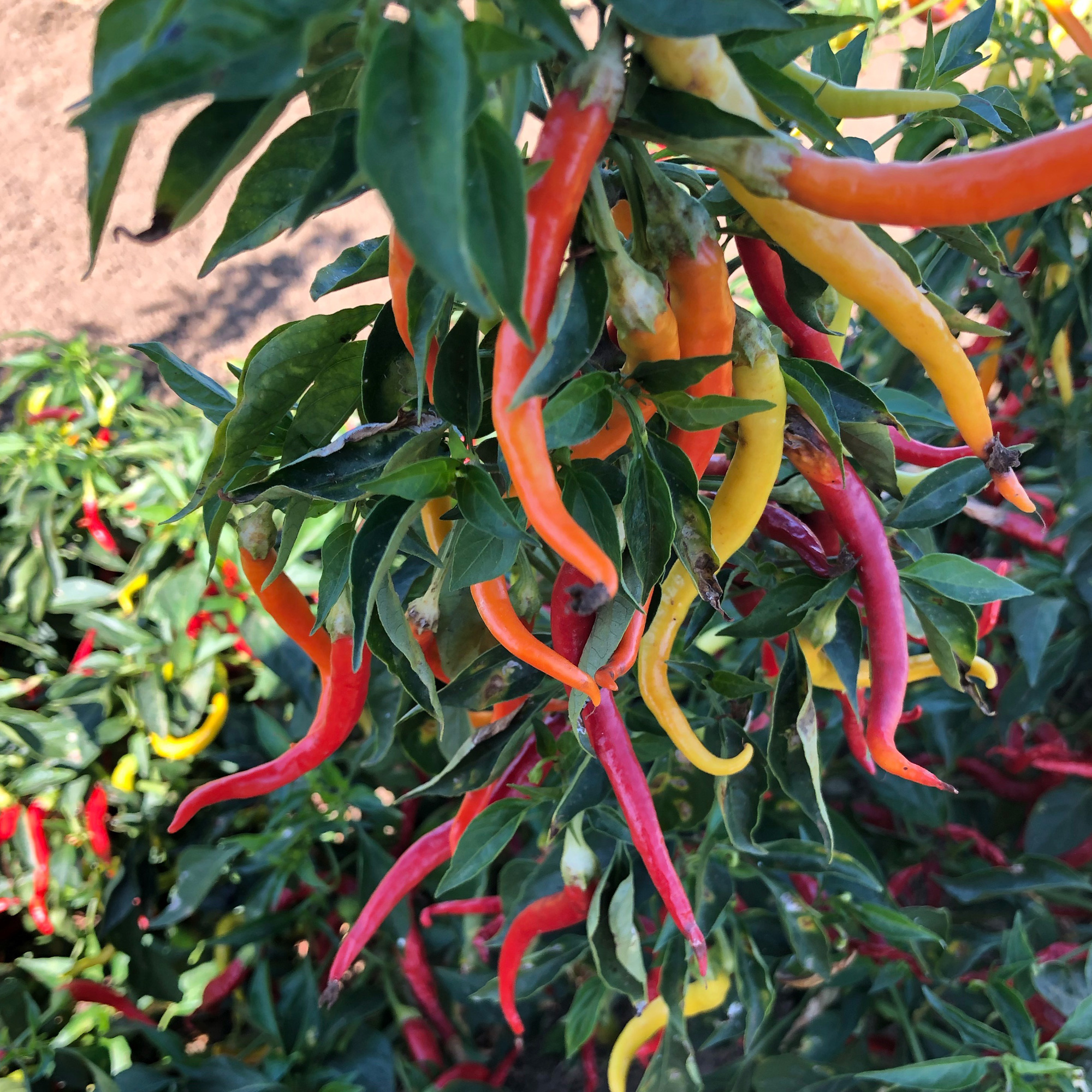 Cayenne Sweetness F1 Hybrid Sweet Pepper Seeds - 1 Lb - Gardening
