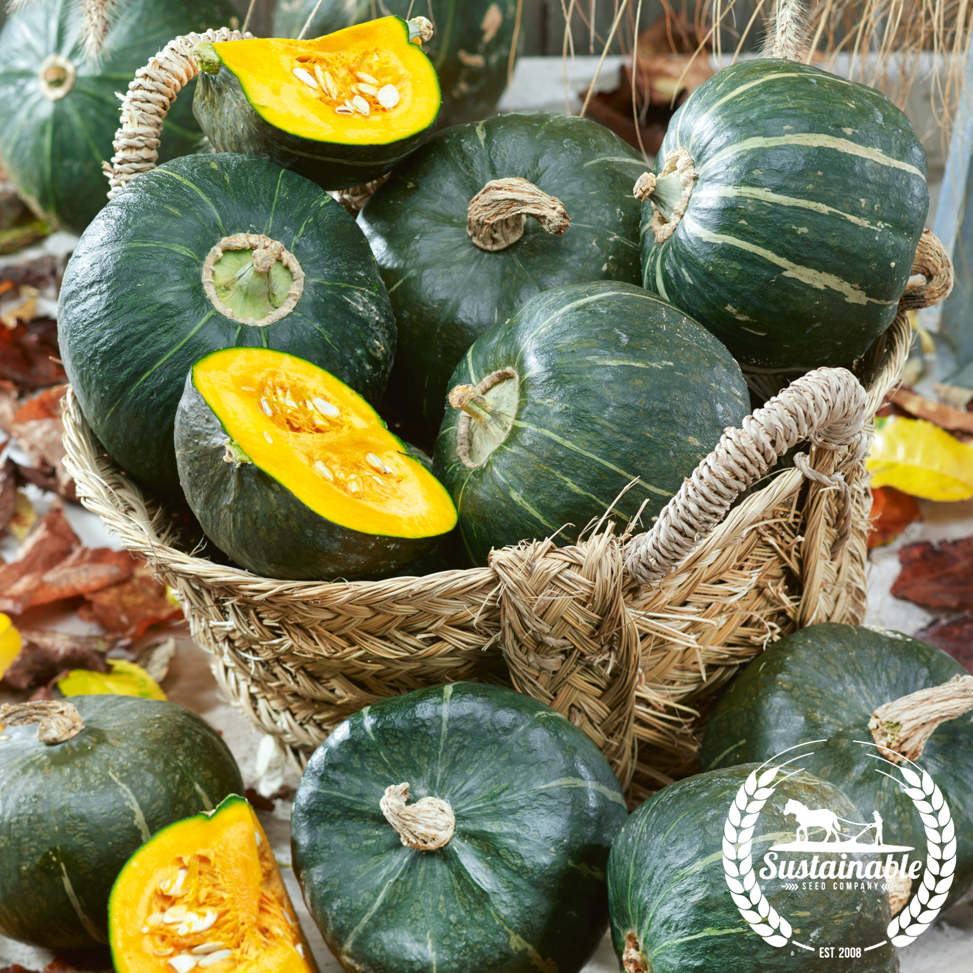 Organic Burgess Buttercup Winter Squash Seeds - 25 Lb Bulk - Gardening - Buy Non-GMO Cucurbita maxima Farm & Gardening Seeds Onl