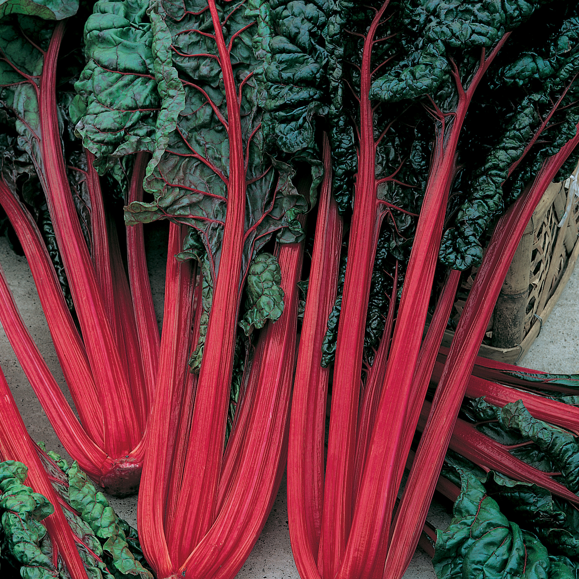 Organic Cardinal Swiss Chard Seeds - 4 Oz - Garden, Non-GMO - Buy Non-GMO Beta vulgaris Farm & Gardening Seeds Online
