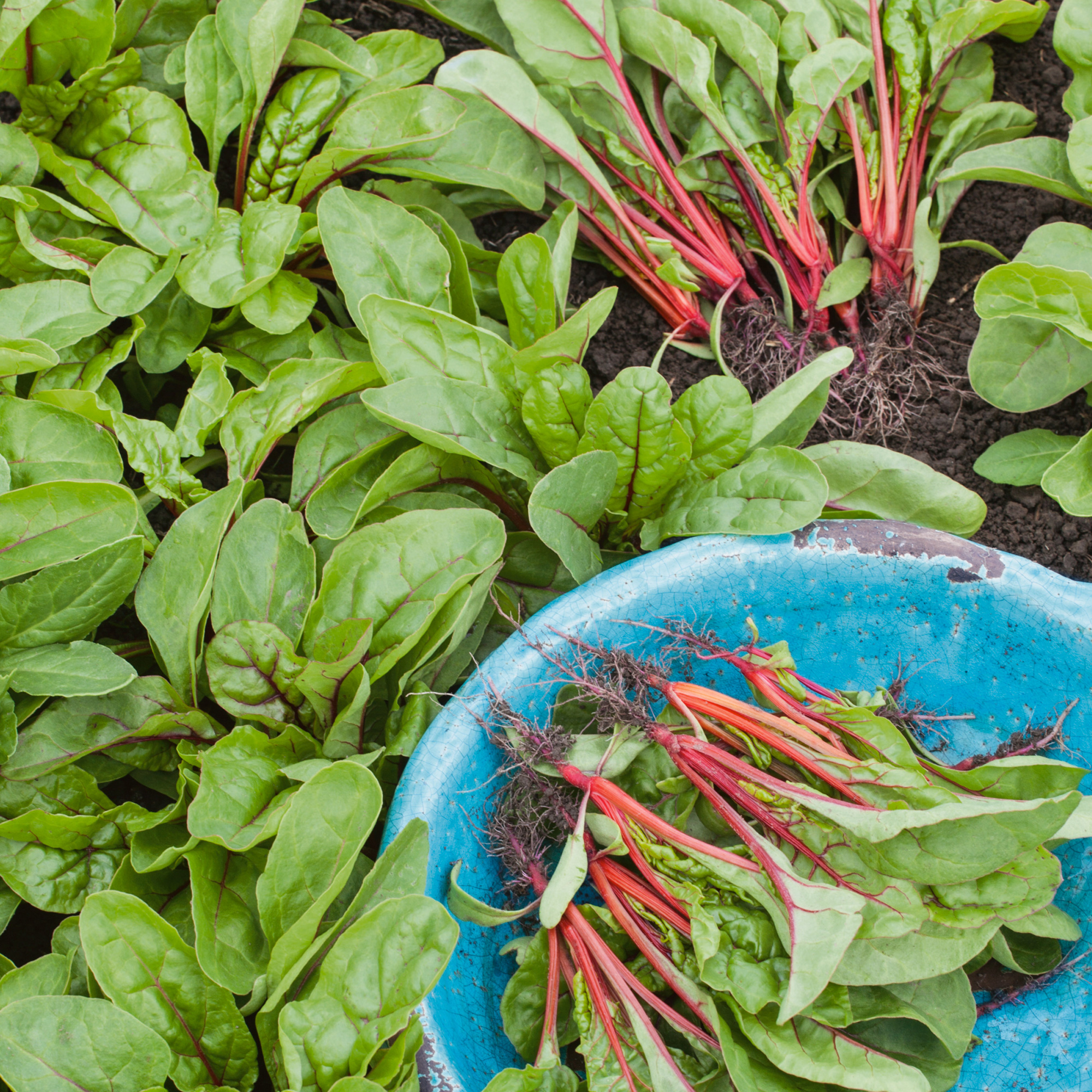 Organic Rhubarb Swiss Chard Seeds - 1 Oz - Garden - Heirloom - Buy Non-GMO Beta vulgaris Farm & Gardening Seeds Online
